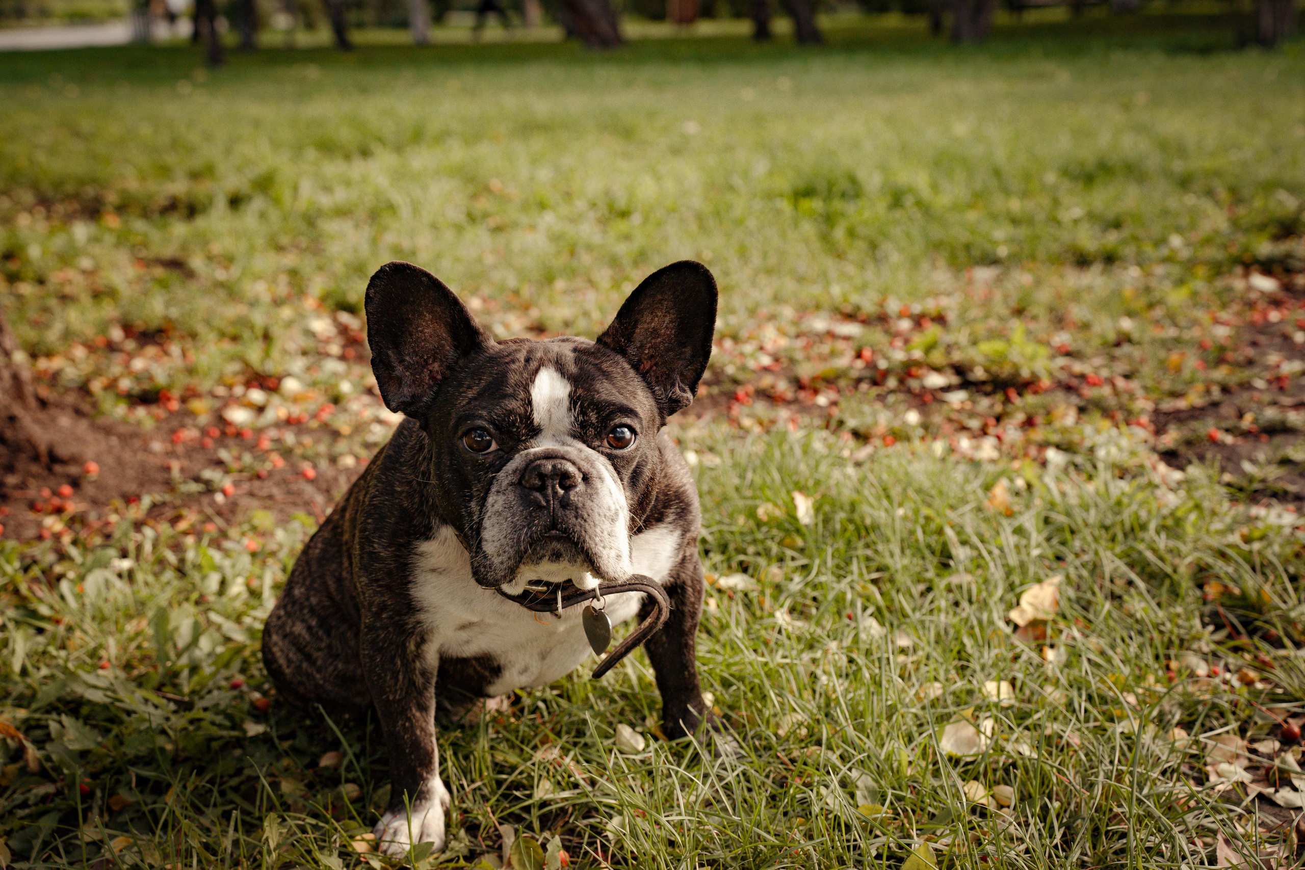 Фотопрогулки с животными. Фотограф Ким Наталья в Красноярске