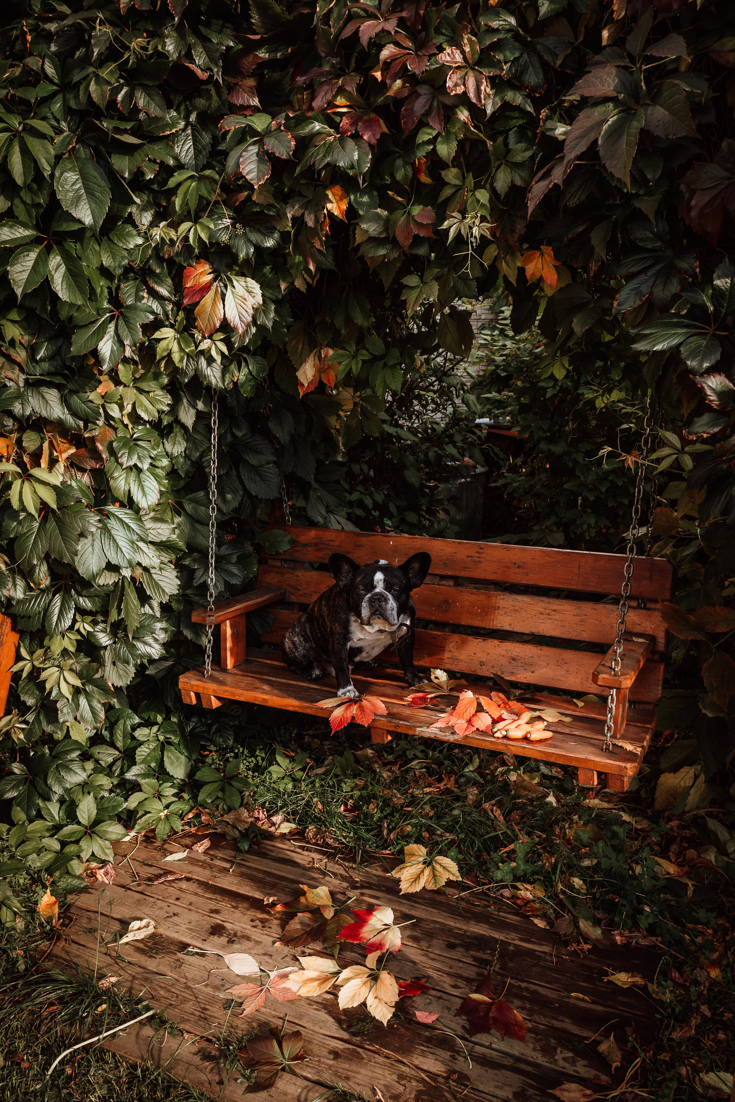 Фотограф для животных с выездом. Фотограф Ким Наталья в Красноярске