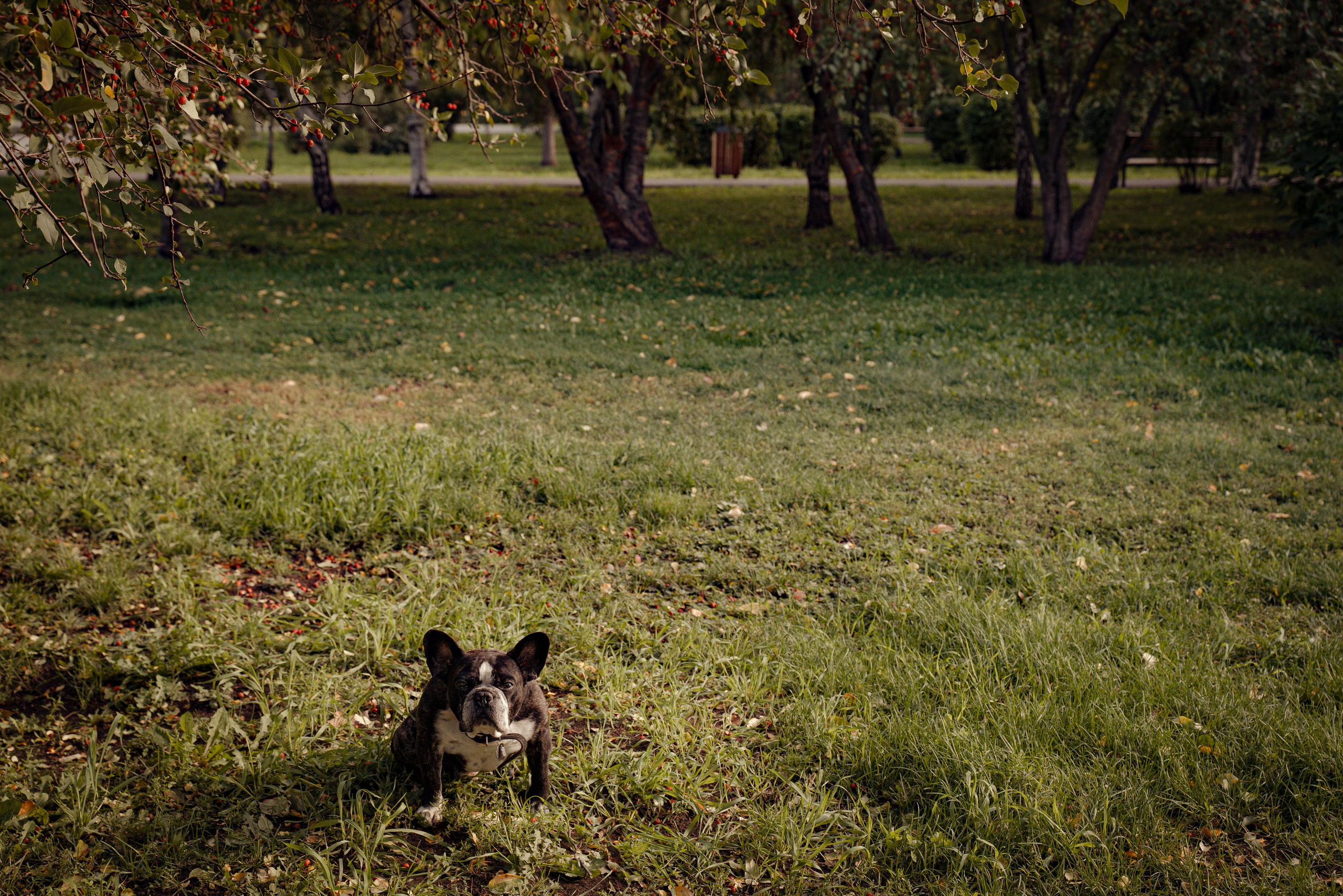 Фотопрогулки с животными. Фотограф Ким Наталья в Красноярске