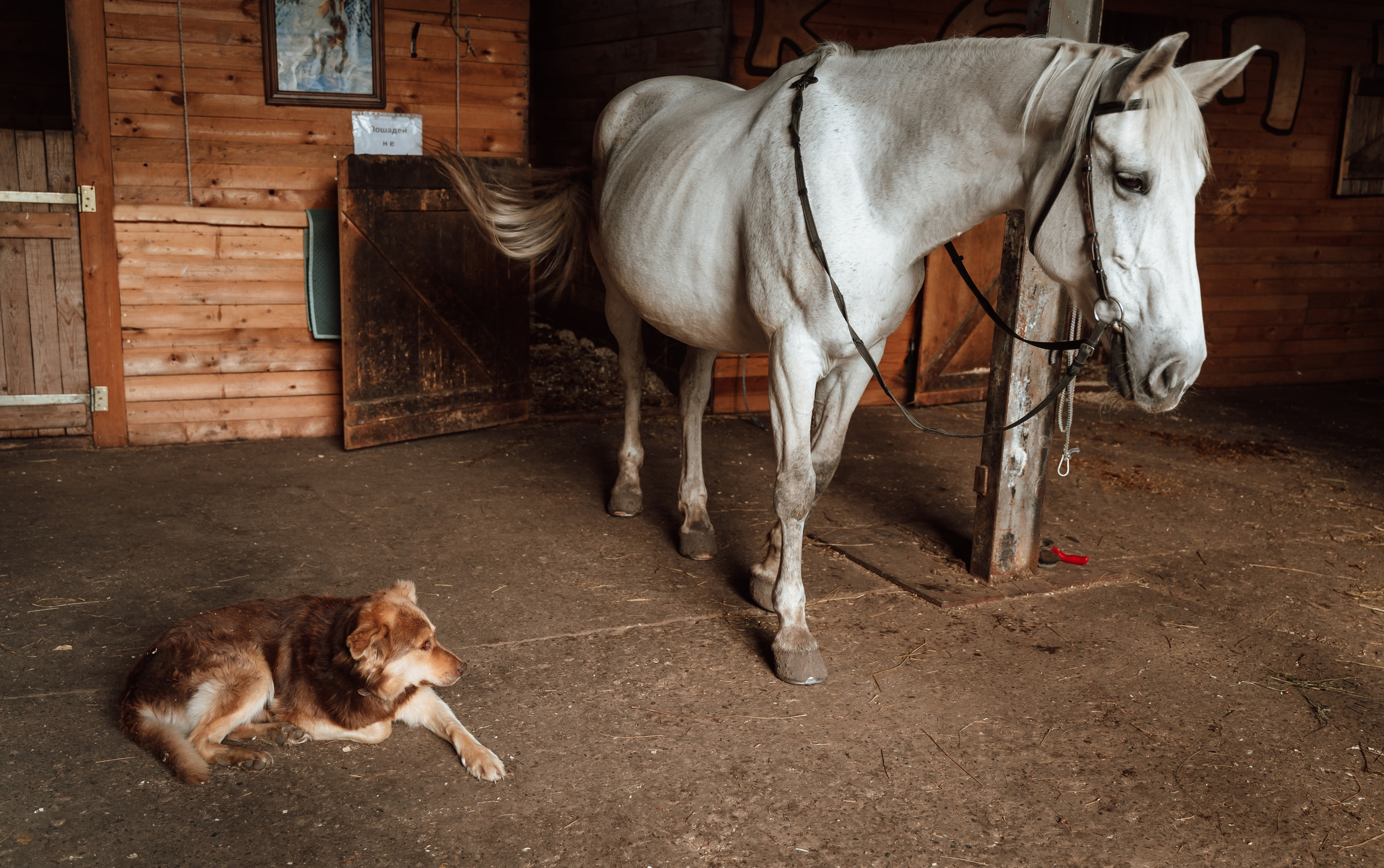 Фотосессия на конном дворе. Фотограф Ким Наталья в Красноярске