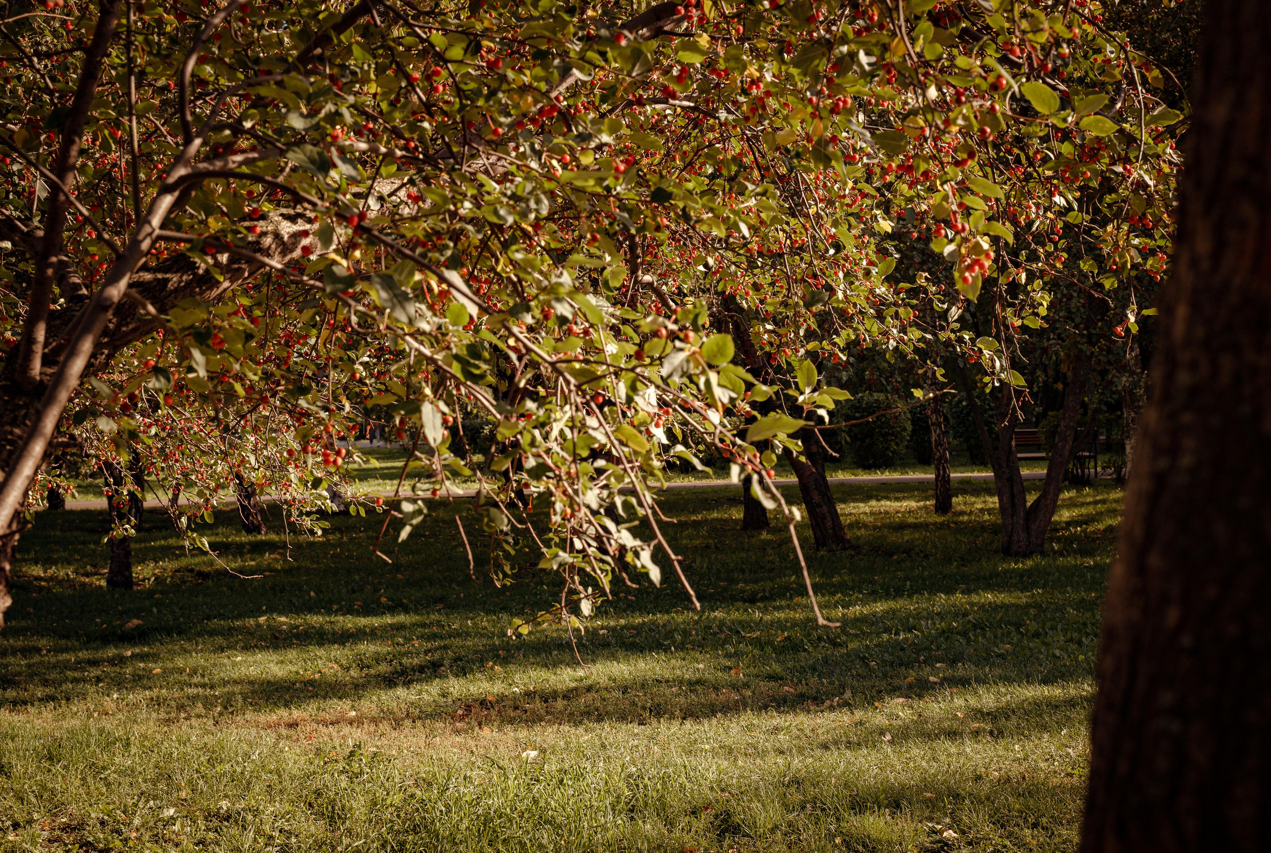 Фотопрогулки с животными. Фотограф Ким Наталья в Красноярске