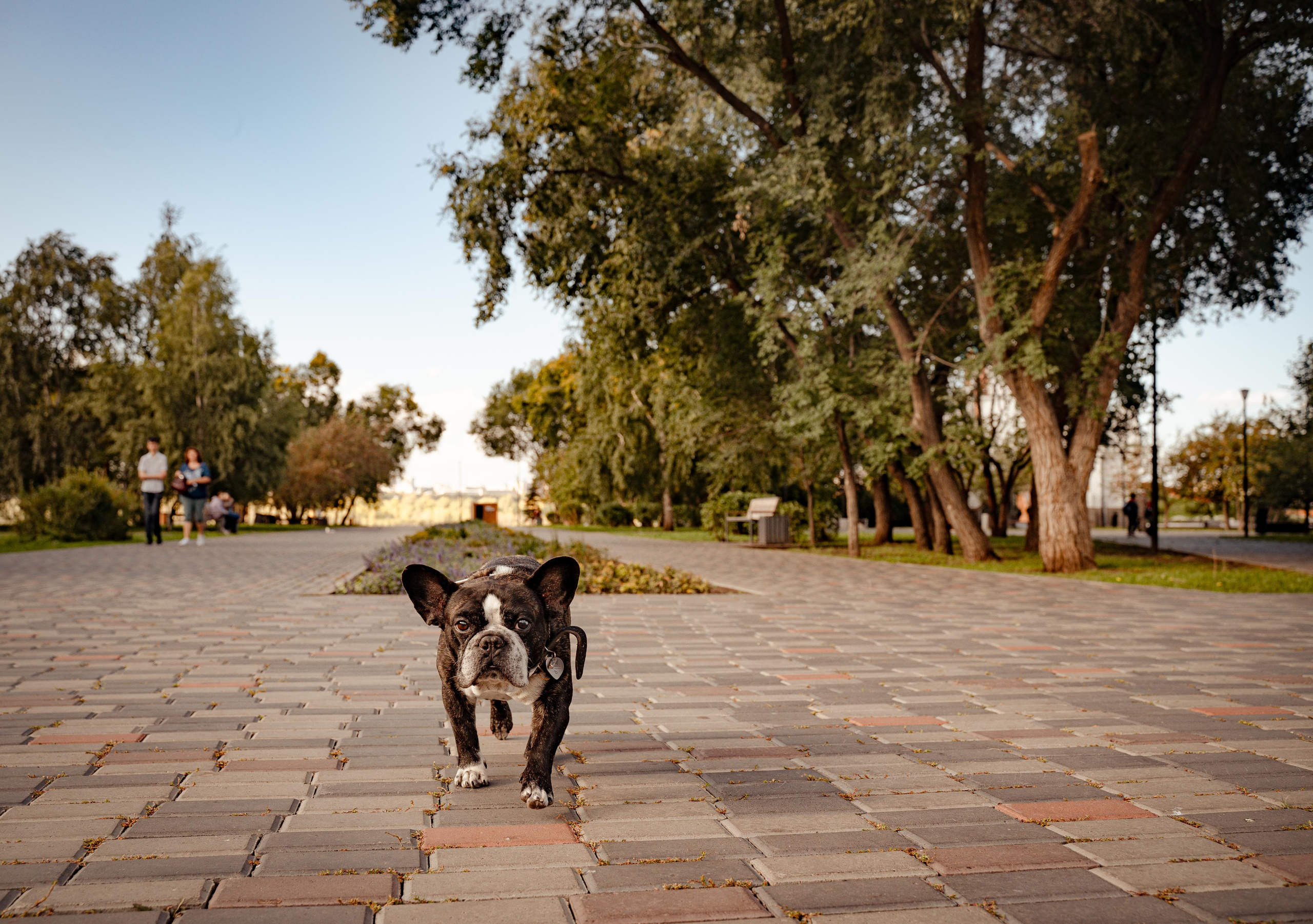 Фотопрогулки с животными. Фотограф Ким Наталья в Красноярске