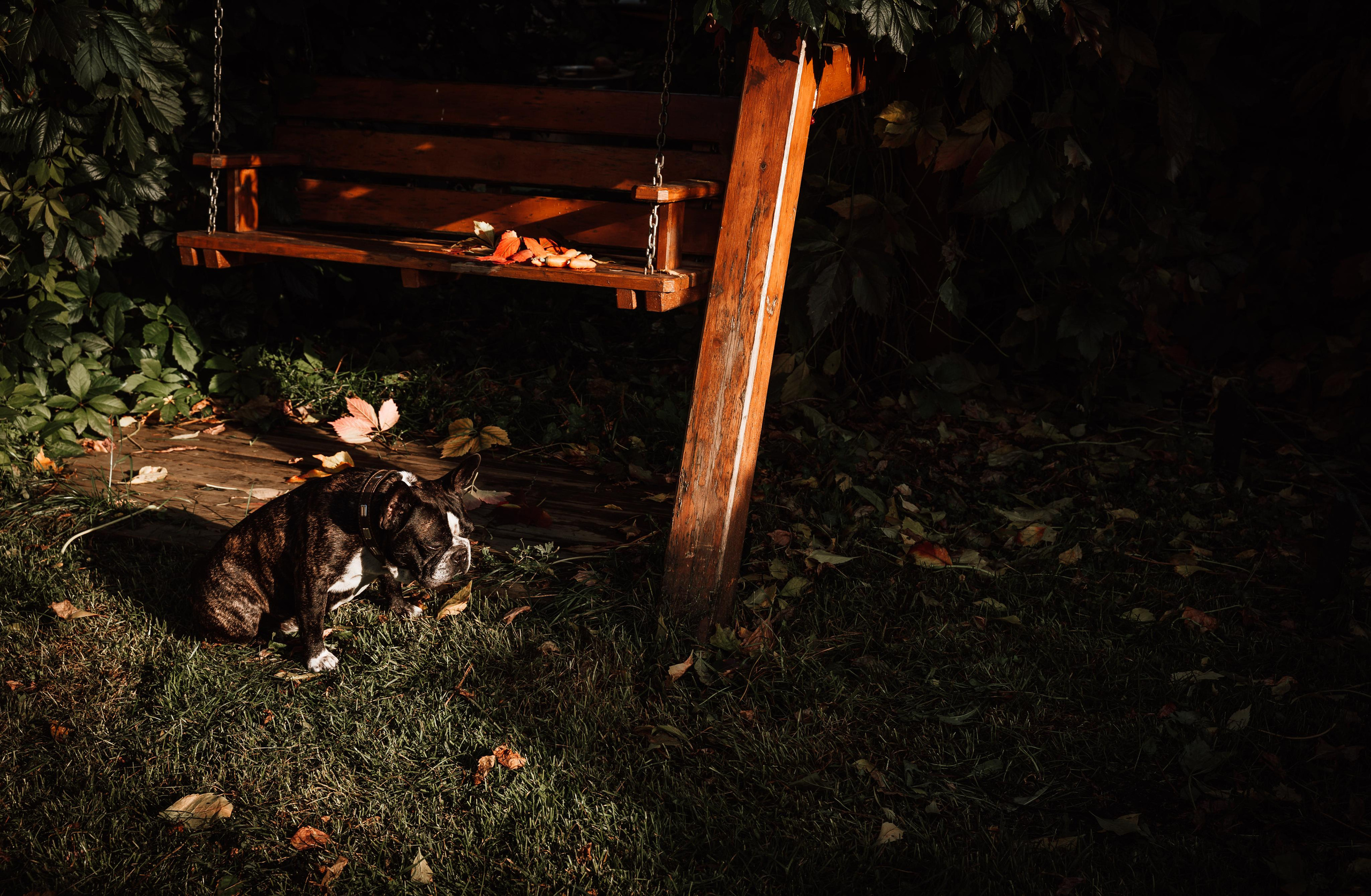 Фотограф для животных с выездом. Фотограф Ким Наталья в Красноярске