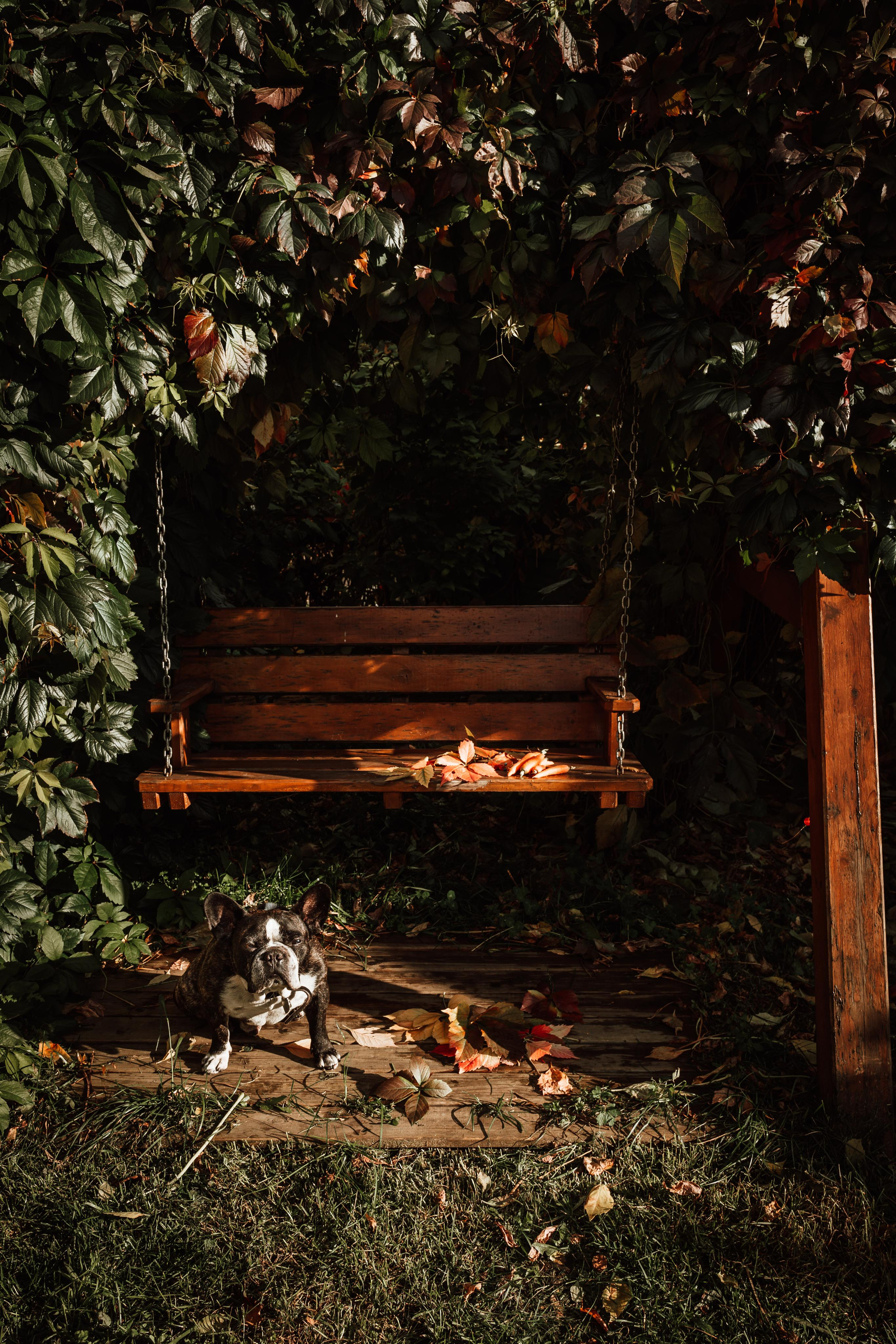 Фотограф для животных с выездом. Фотограф Ким Наталья в Красноярске