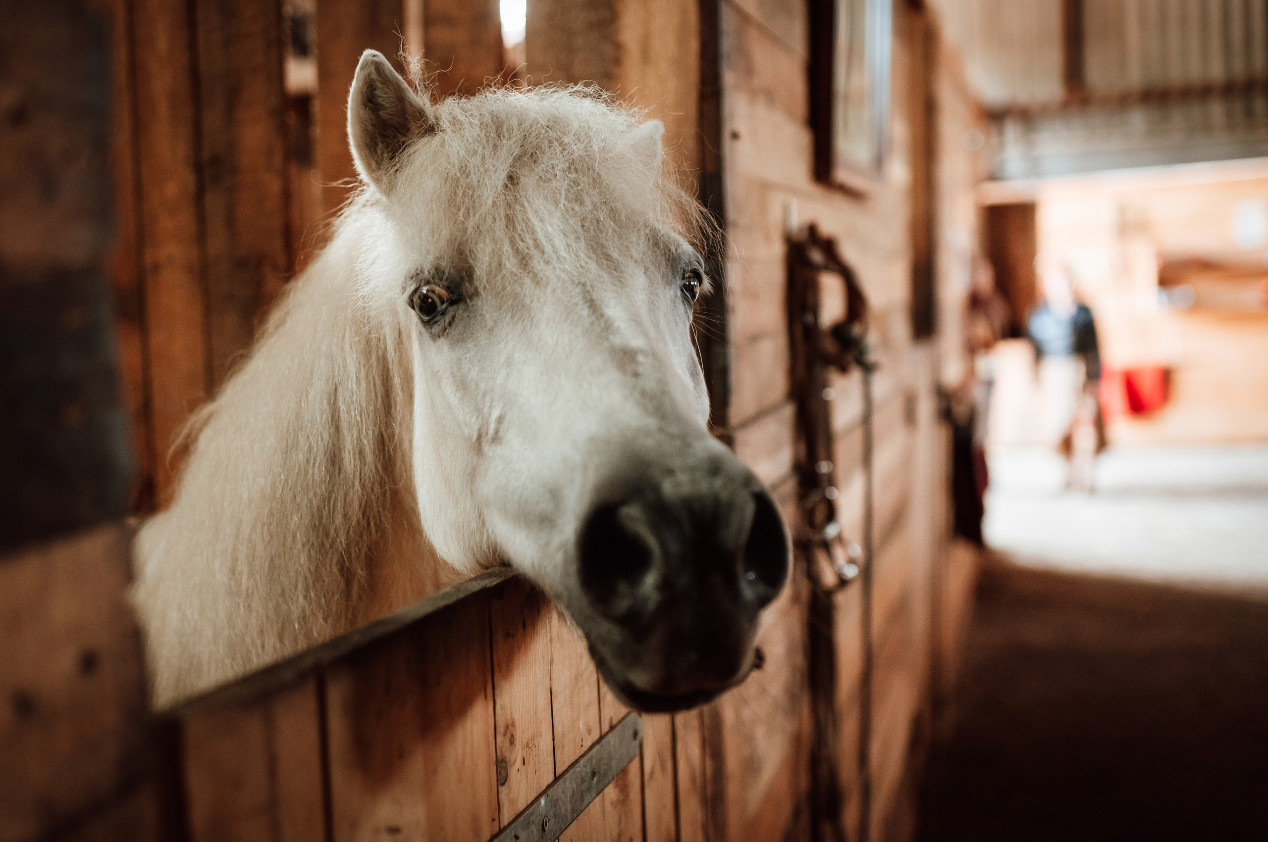 Фотосессия на конном дворе. Фотограф Ким Наталья в Красноярске