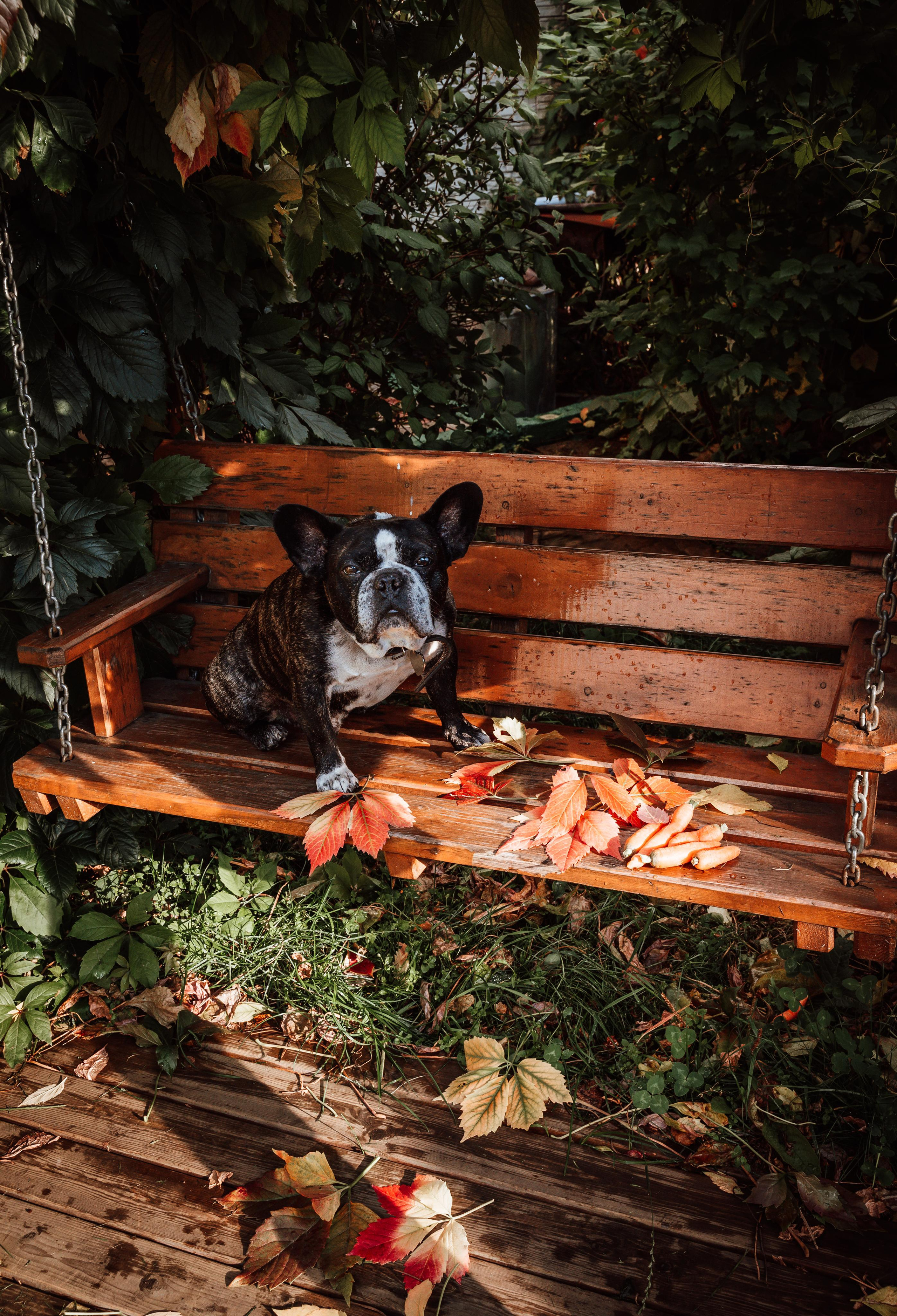 Фотограф для животных с выездом. Фотограф Ким Наталья в Красноярске