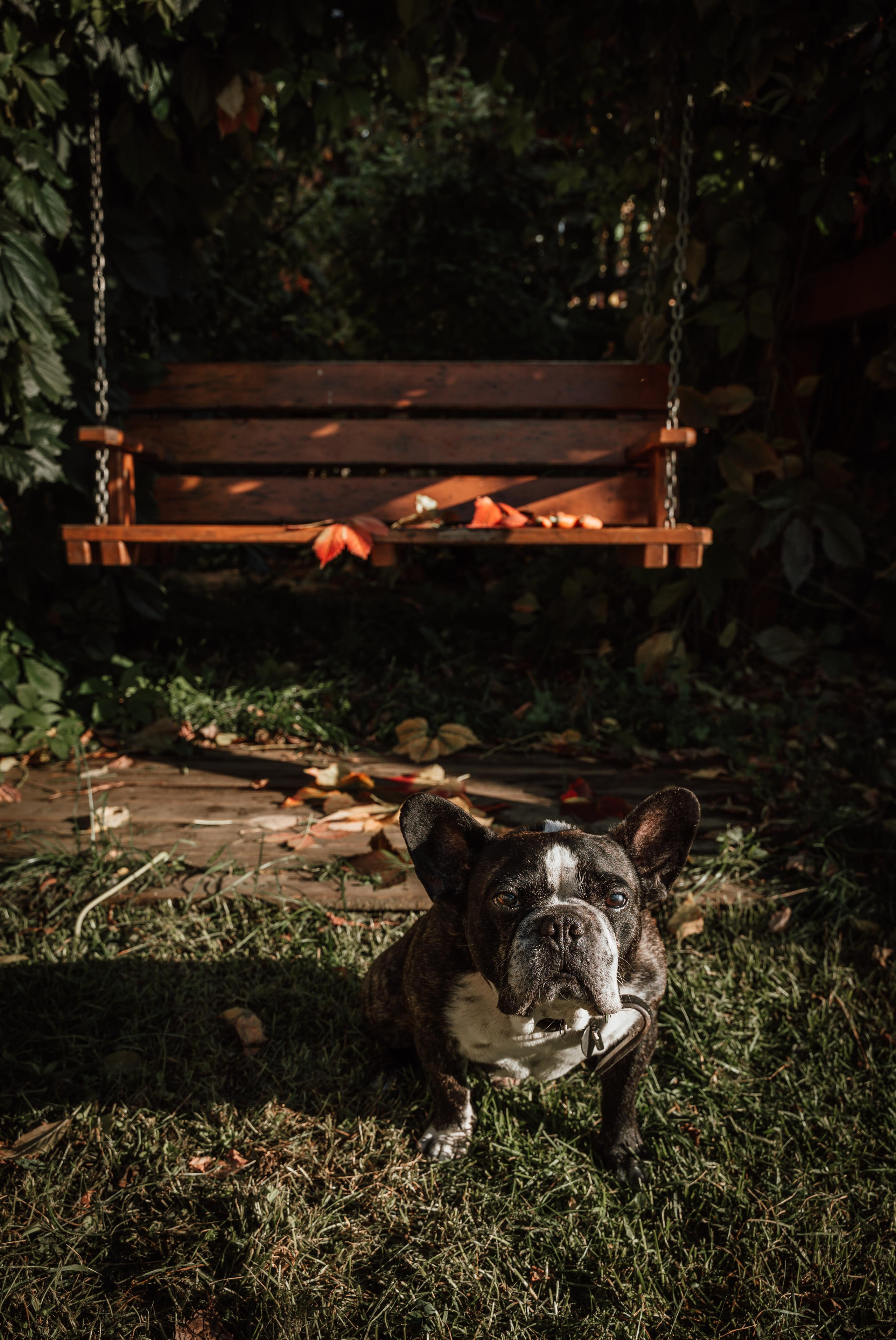 Фотограф для животных с выездом. Фотограф Ким Наталья в Красноярске