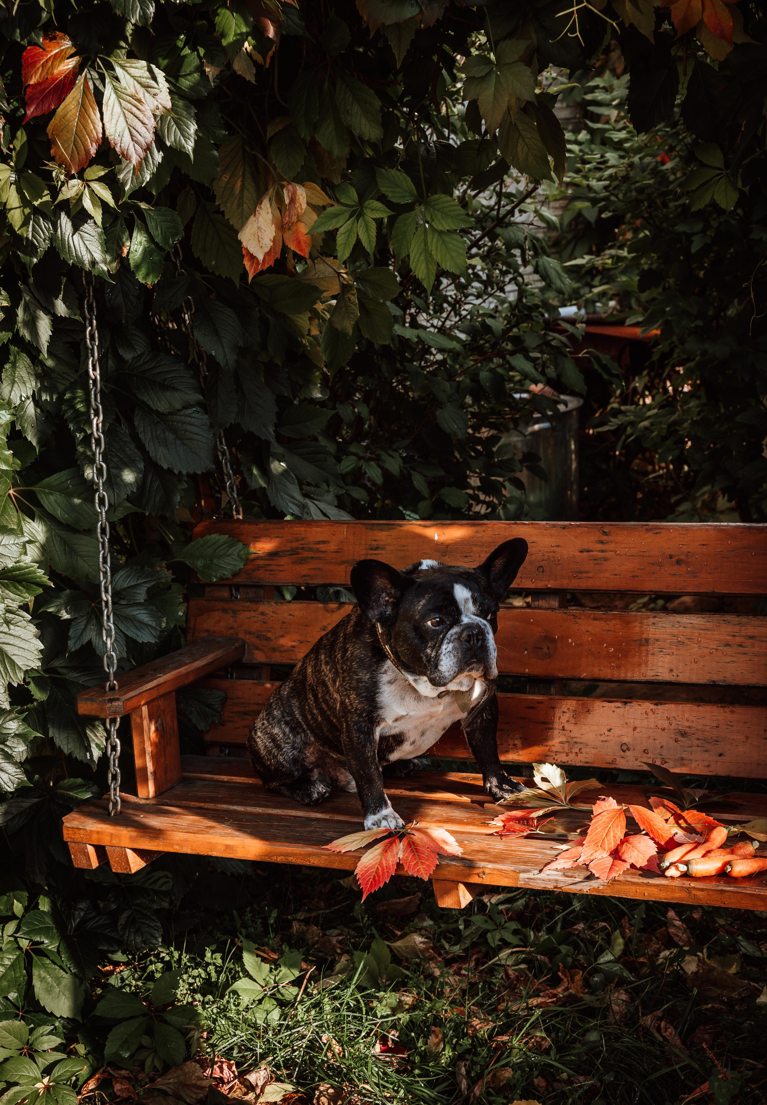 Фотограф для животных с выездом. Фотограф Ким Наталья в Красноярске