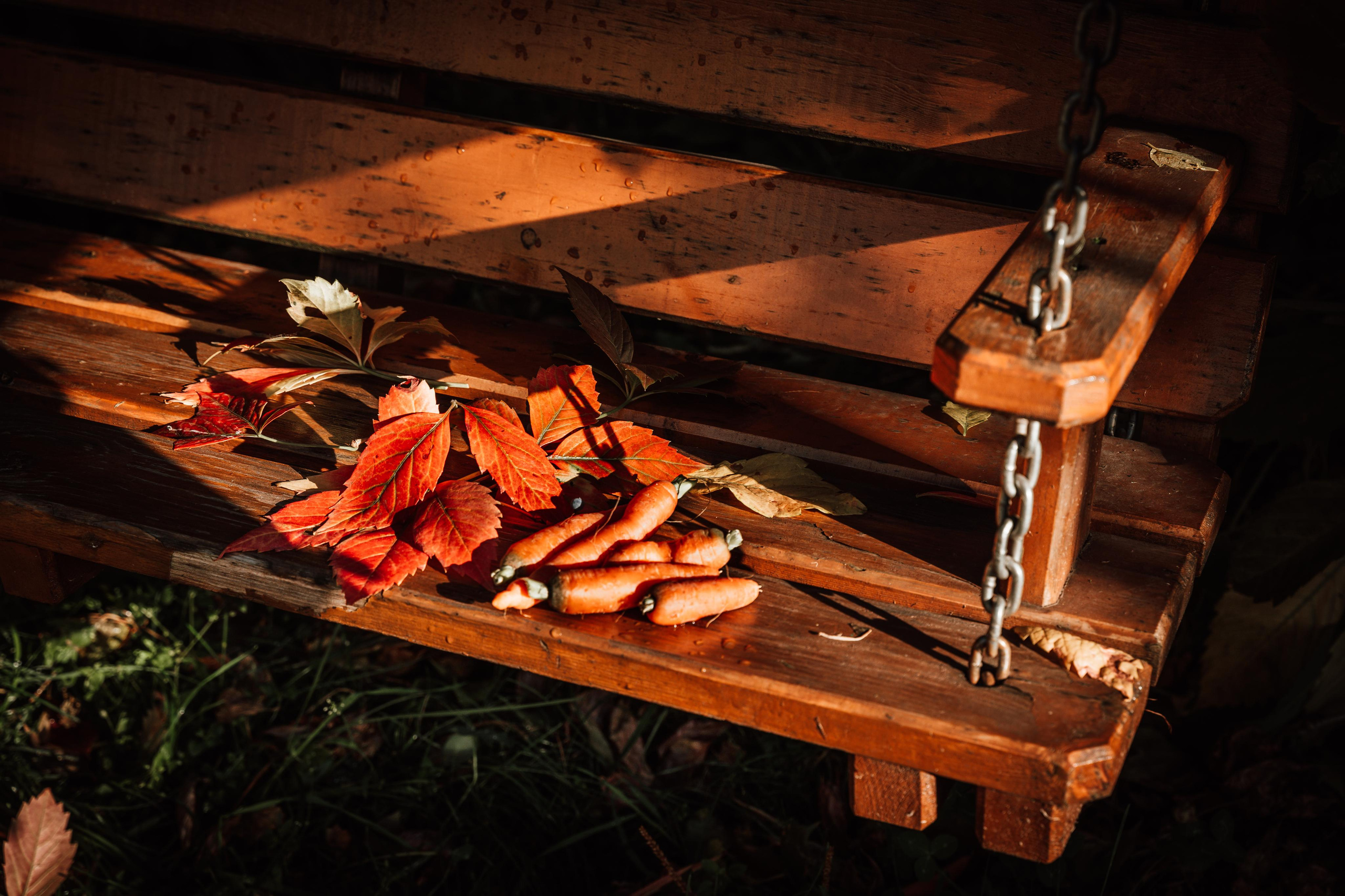 Фотограф для животных с выездом. Фотограф Ким Наталья в Красноярске