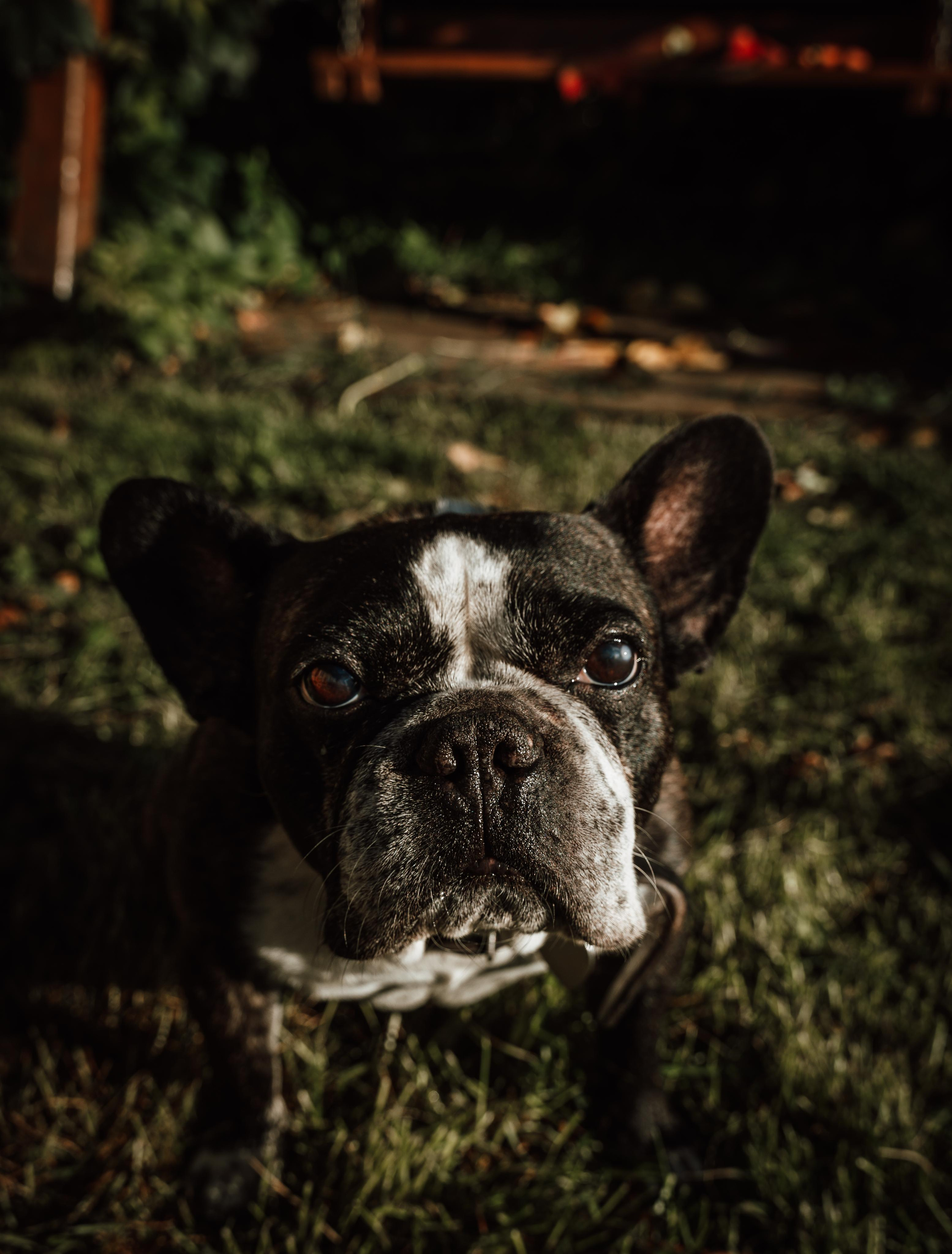 Фотограф для животных с выездом. Фотограф Ким Наталья в Красноярске