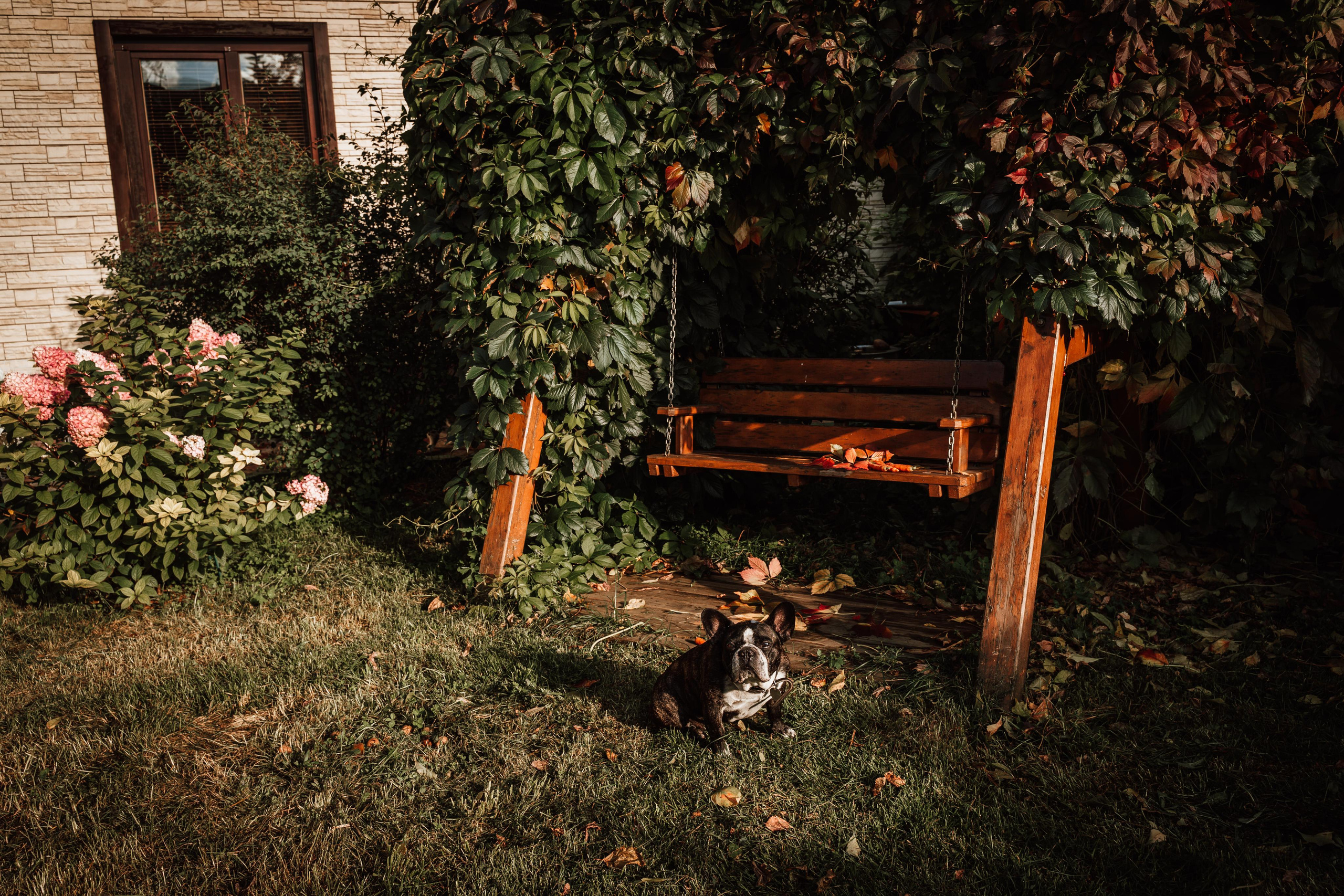 Фотограф для животных с выездом. Фотограф Ким Наталья в Красноярске