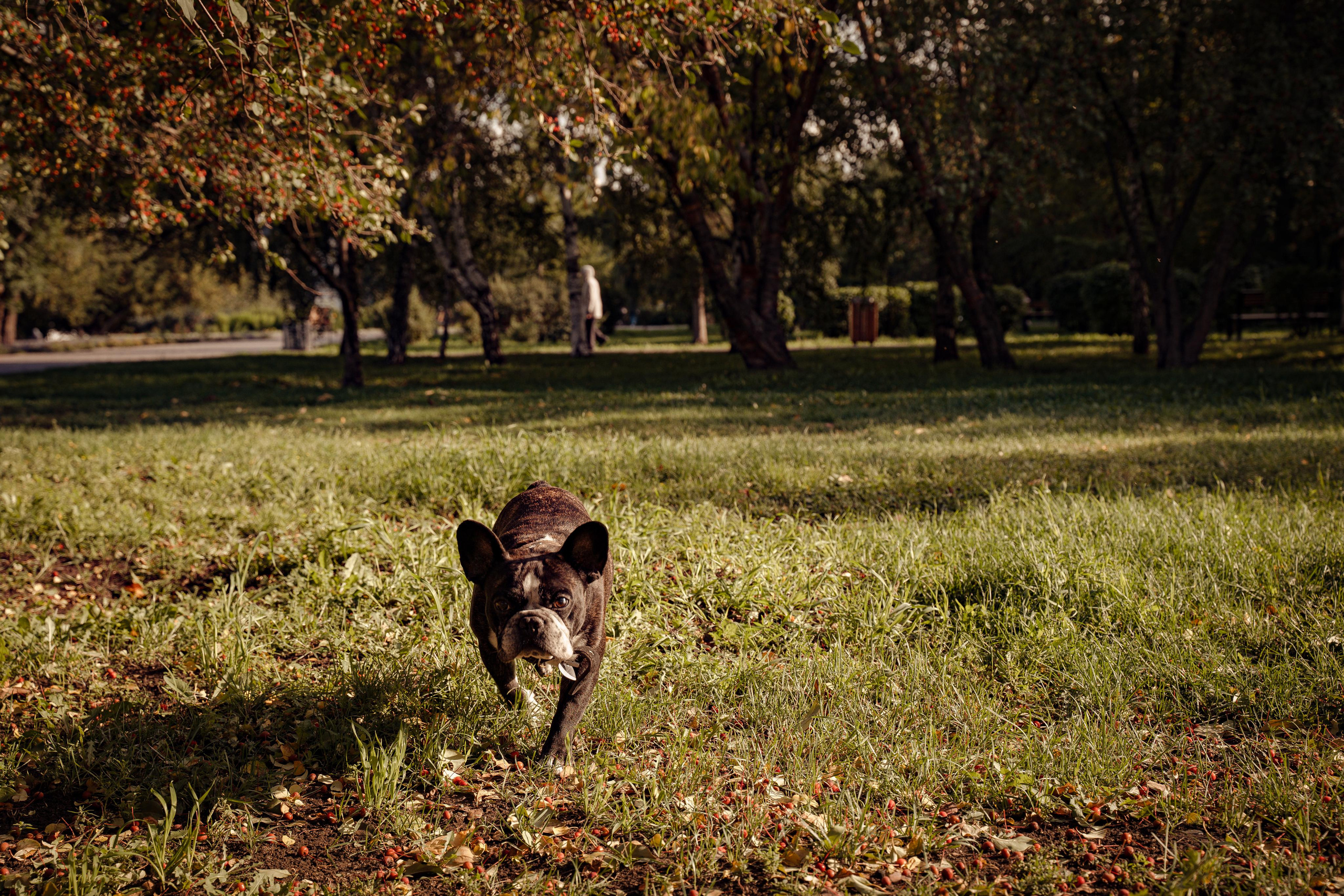 Фотопрогулки с животными. Фотограф Ким Наталья в Красноярске