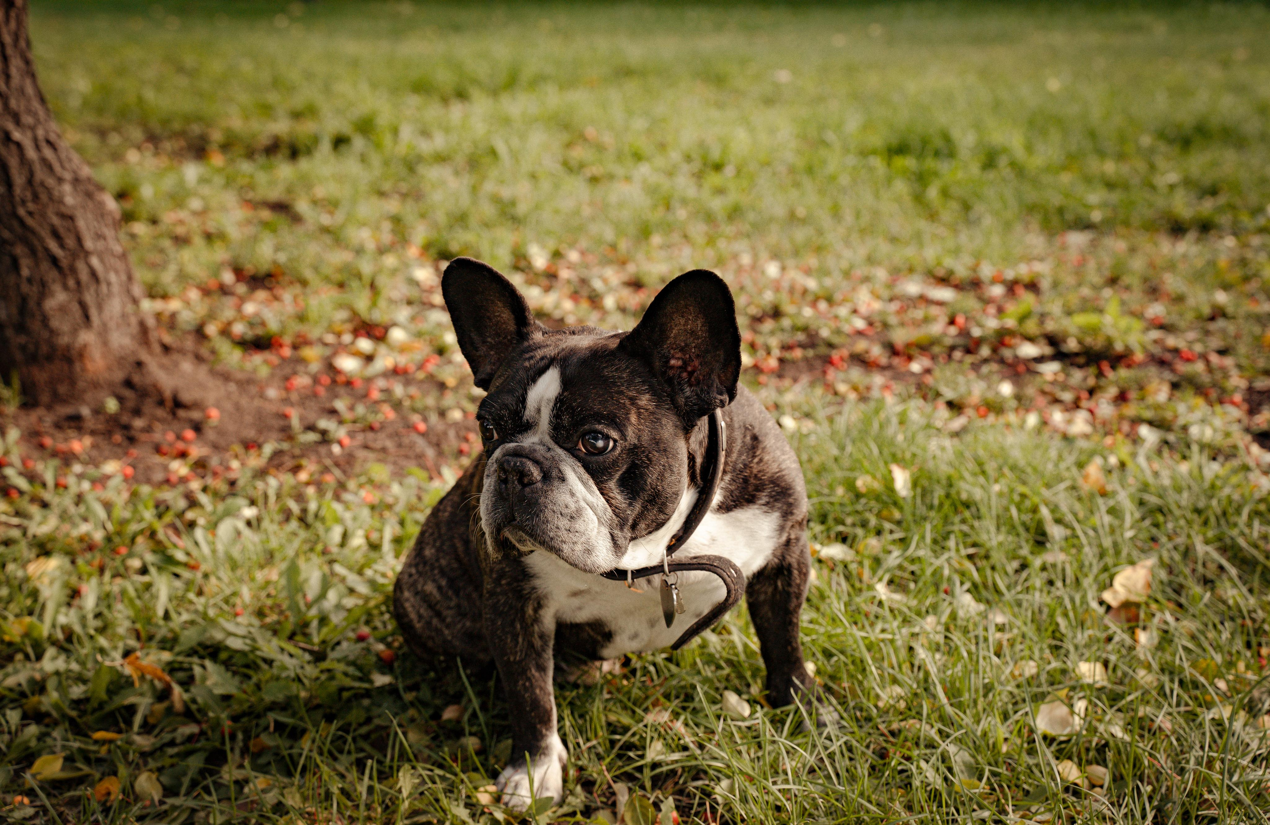 Фотопрогулки с животными. Фотограф Ким Наталья в Красноярске