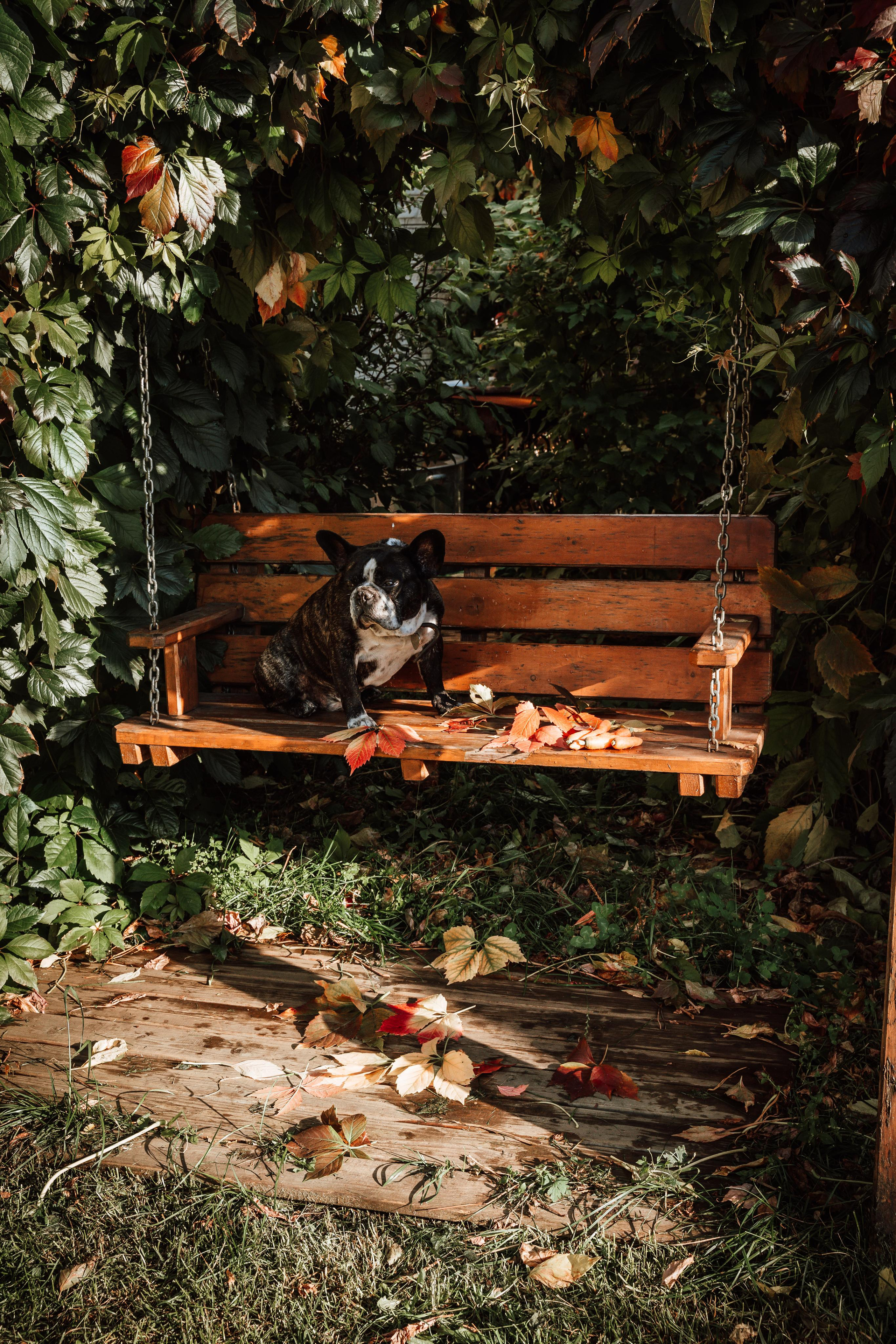 Фотограф для животных с выездом. Фотограф Ким Наталья в Красноярске