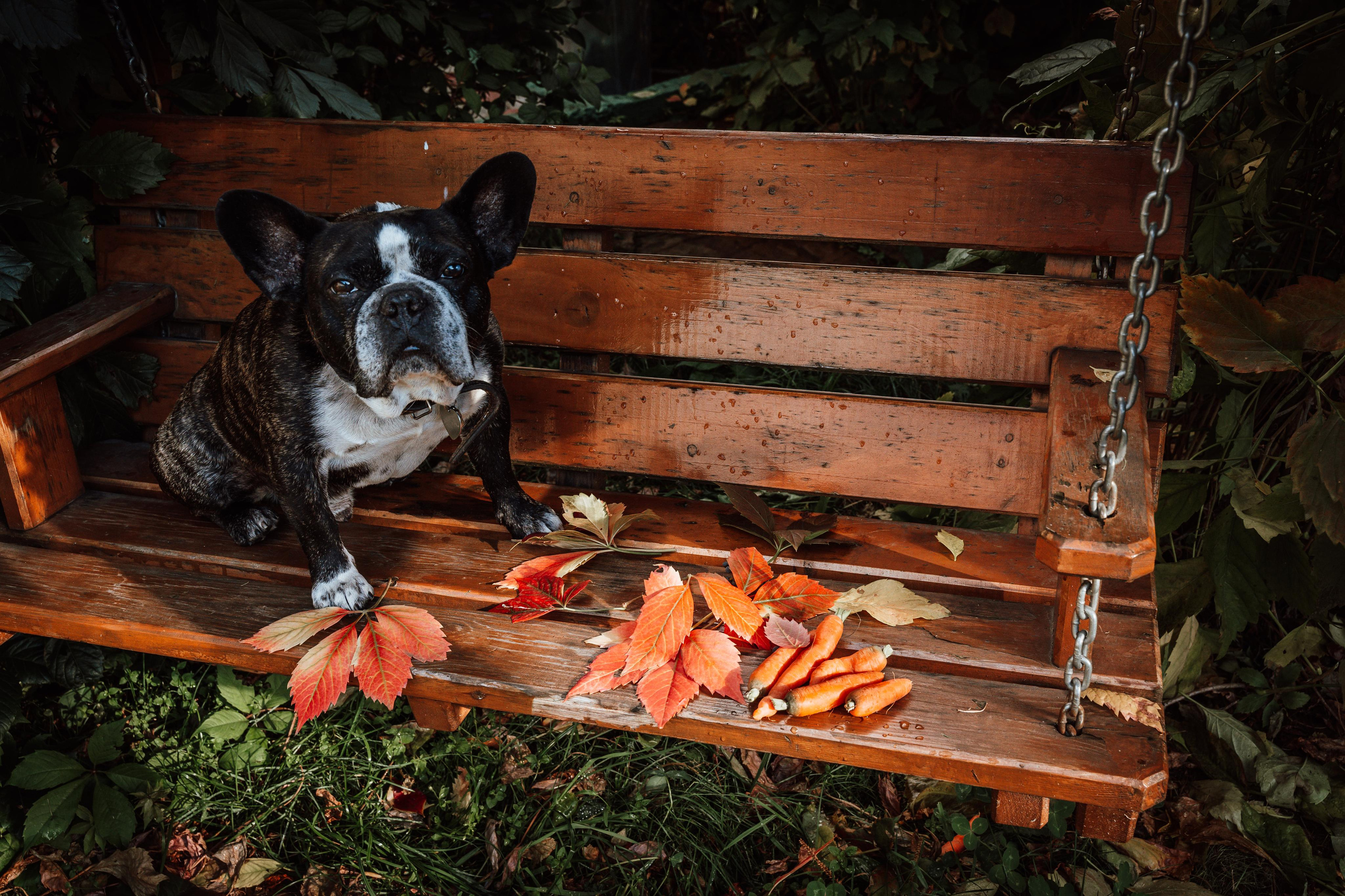 Фотограф для животных с выездом. Фотограф Ким Наталья в Красноярске