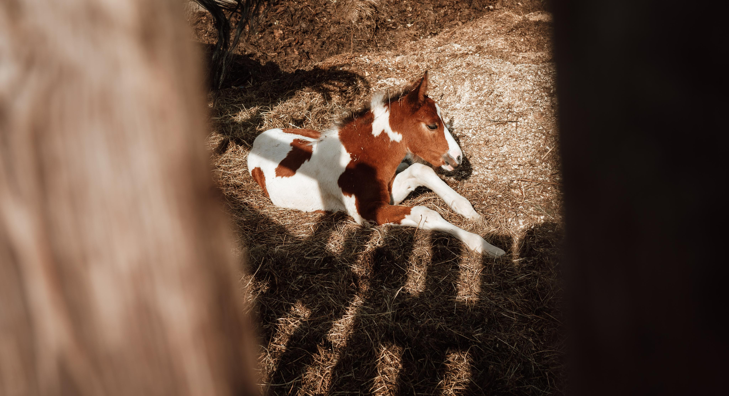 Фотосессия на конном дворе. Фотограф Ким Наталья в Красноярске