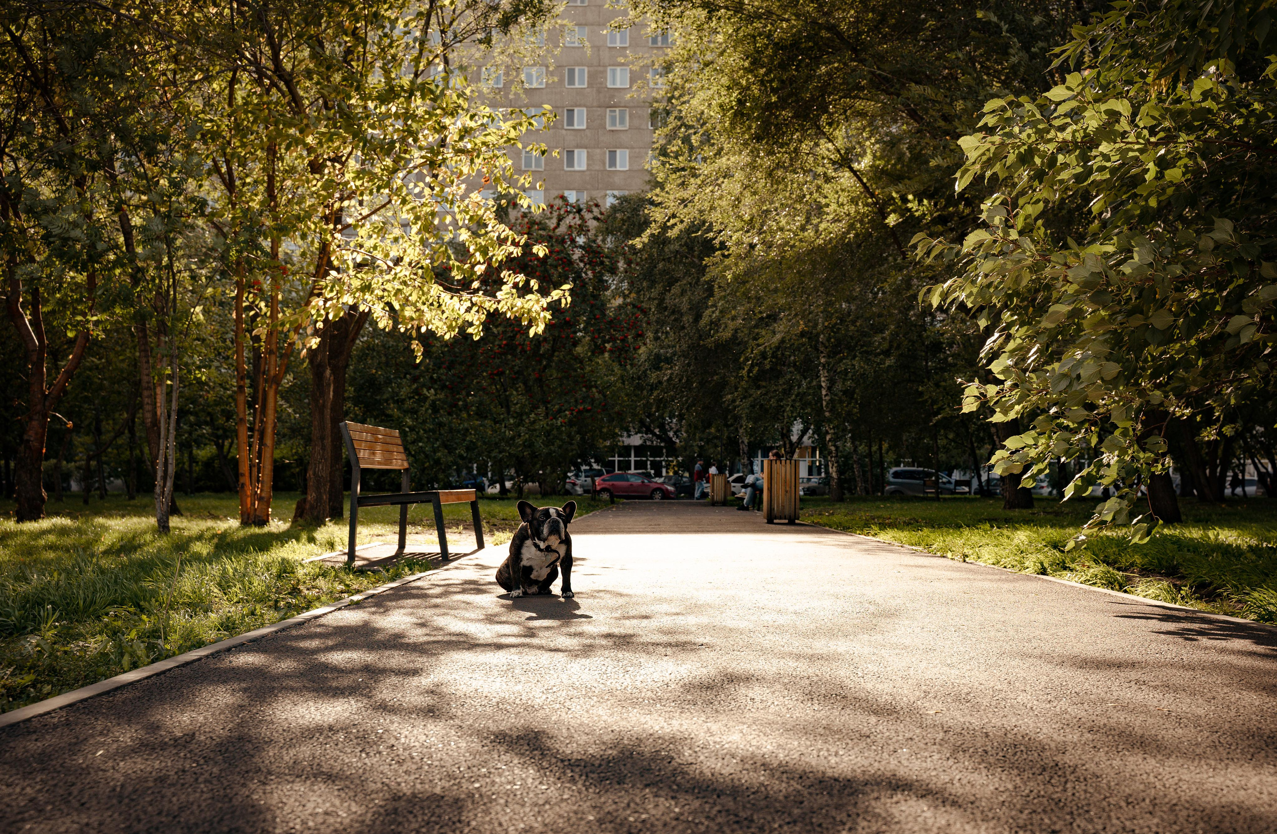 Фотопрогулки с животными. Фотограф Ким Наталья в Красноярске