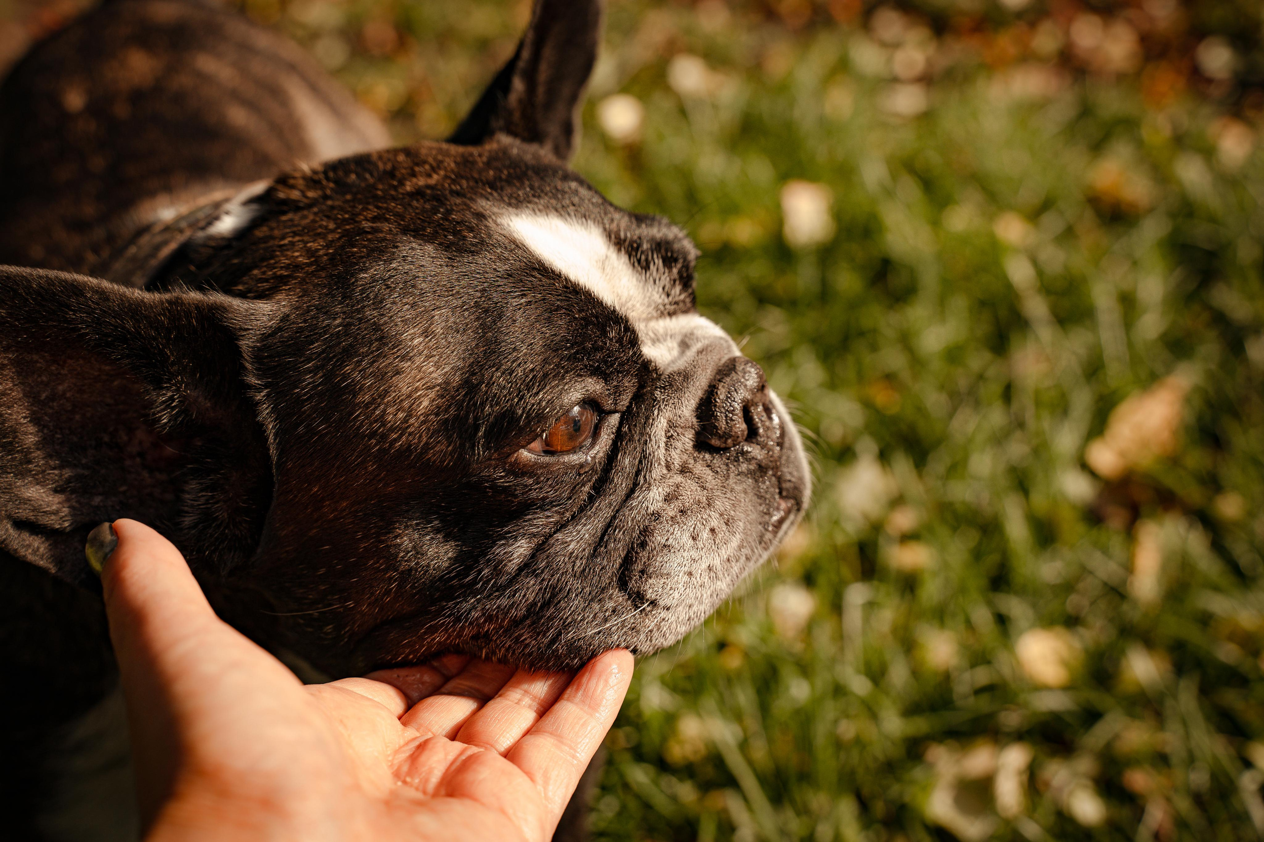 Фотопрогулки с животными. Фотограф Ким Наталья в Красноярске