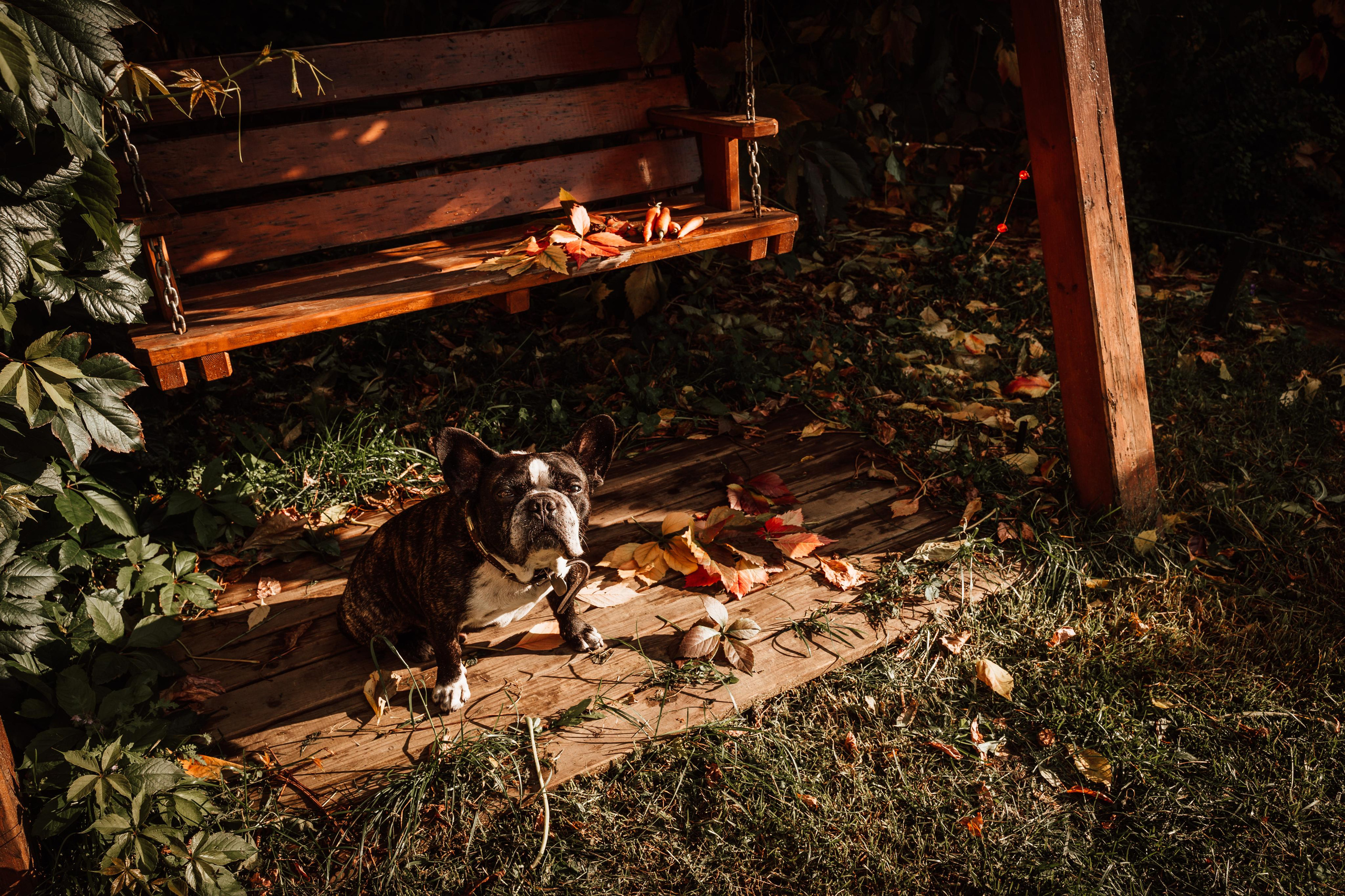 Фотограф для животных с выездом. Фотограф Ким Наталья в Красноярске