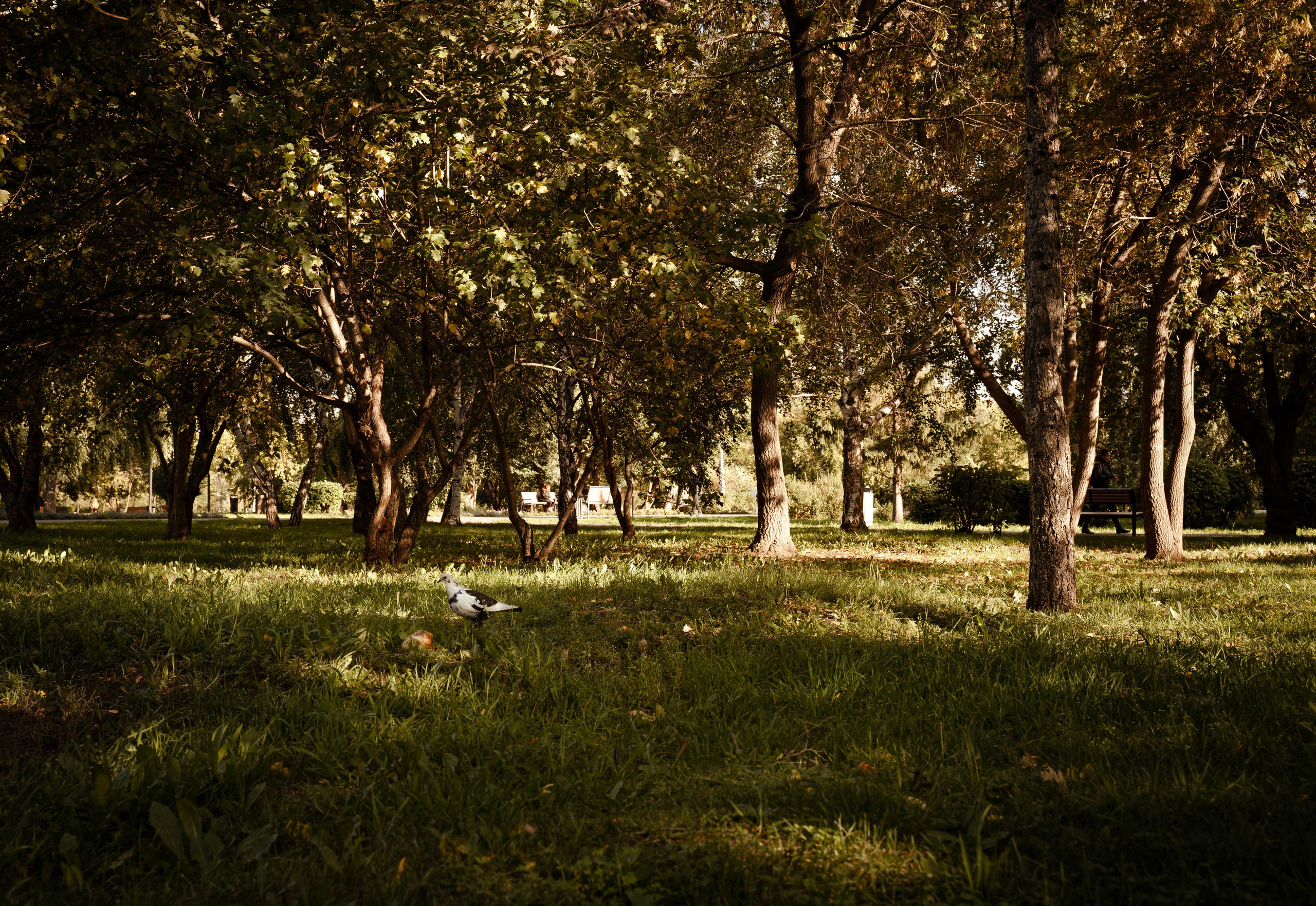 Фотопрогулки с животными. Фотограф Ким Наталья в Красноярске