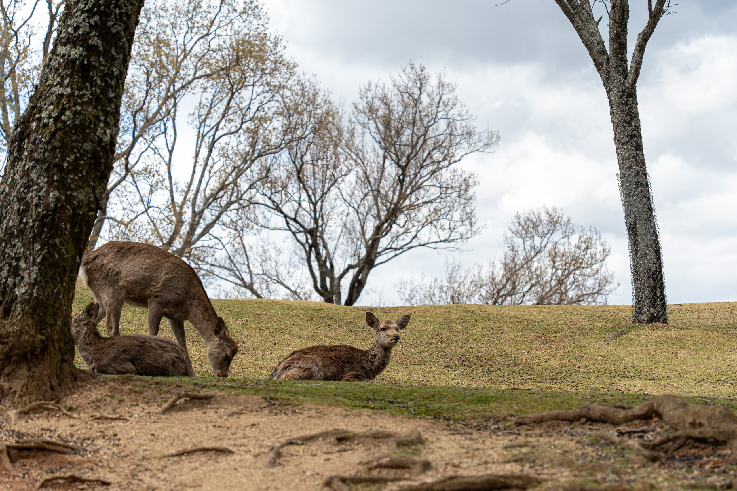 Япония, сакура. Творческие сьемки