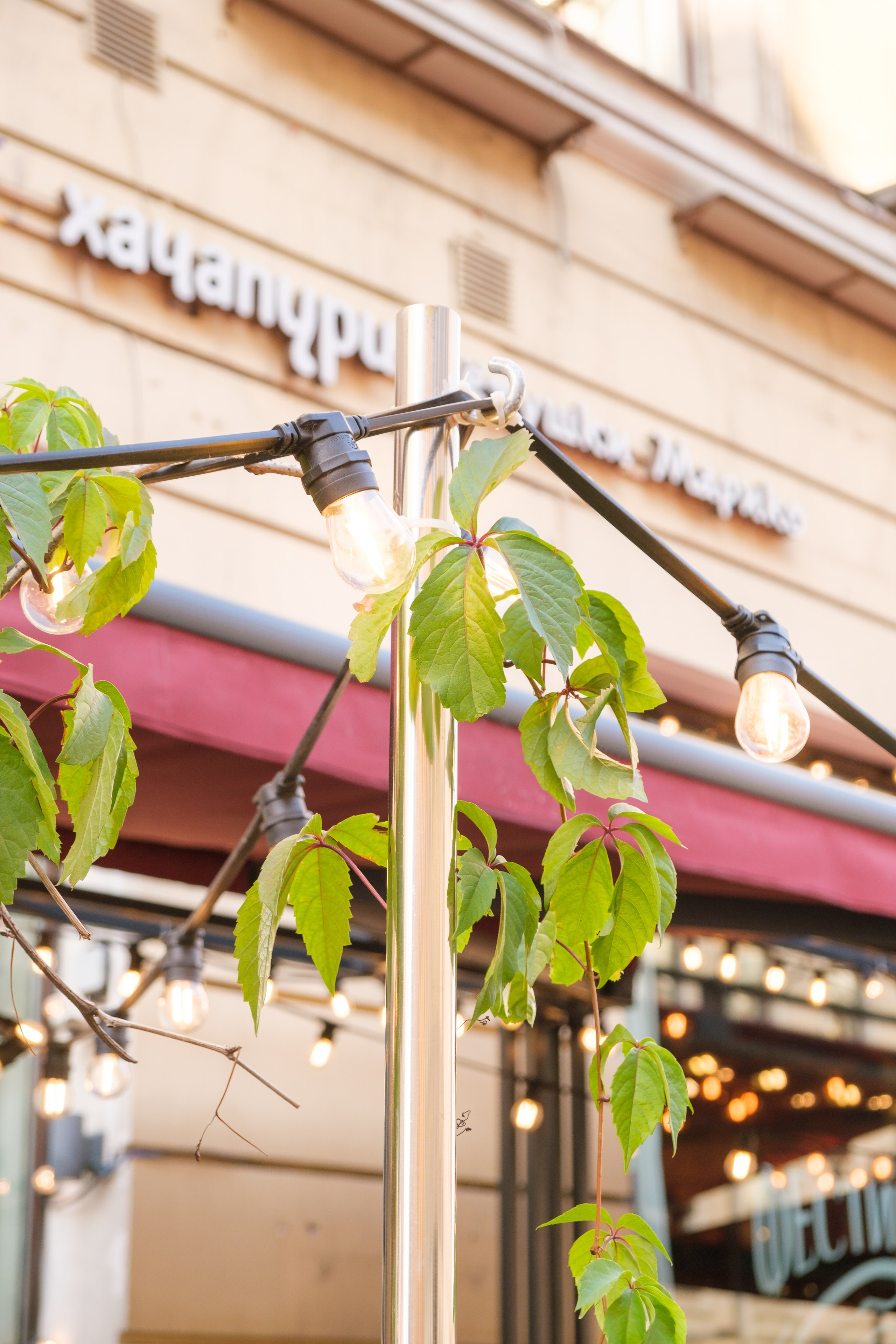 Озеленение