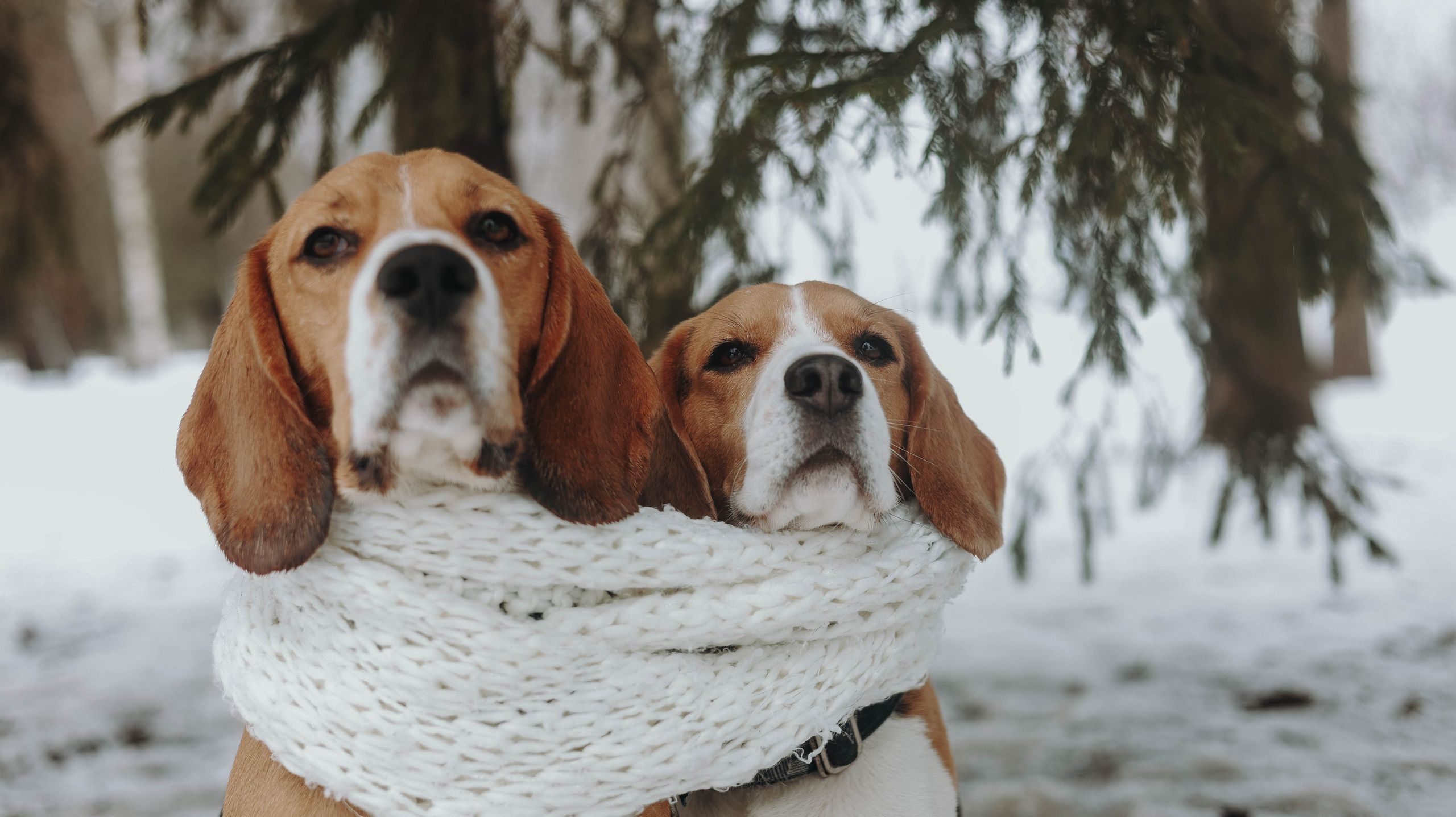 Татьяна, Чивас и Чопка. Фотограф животных Евгения Верцинская