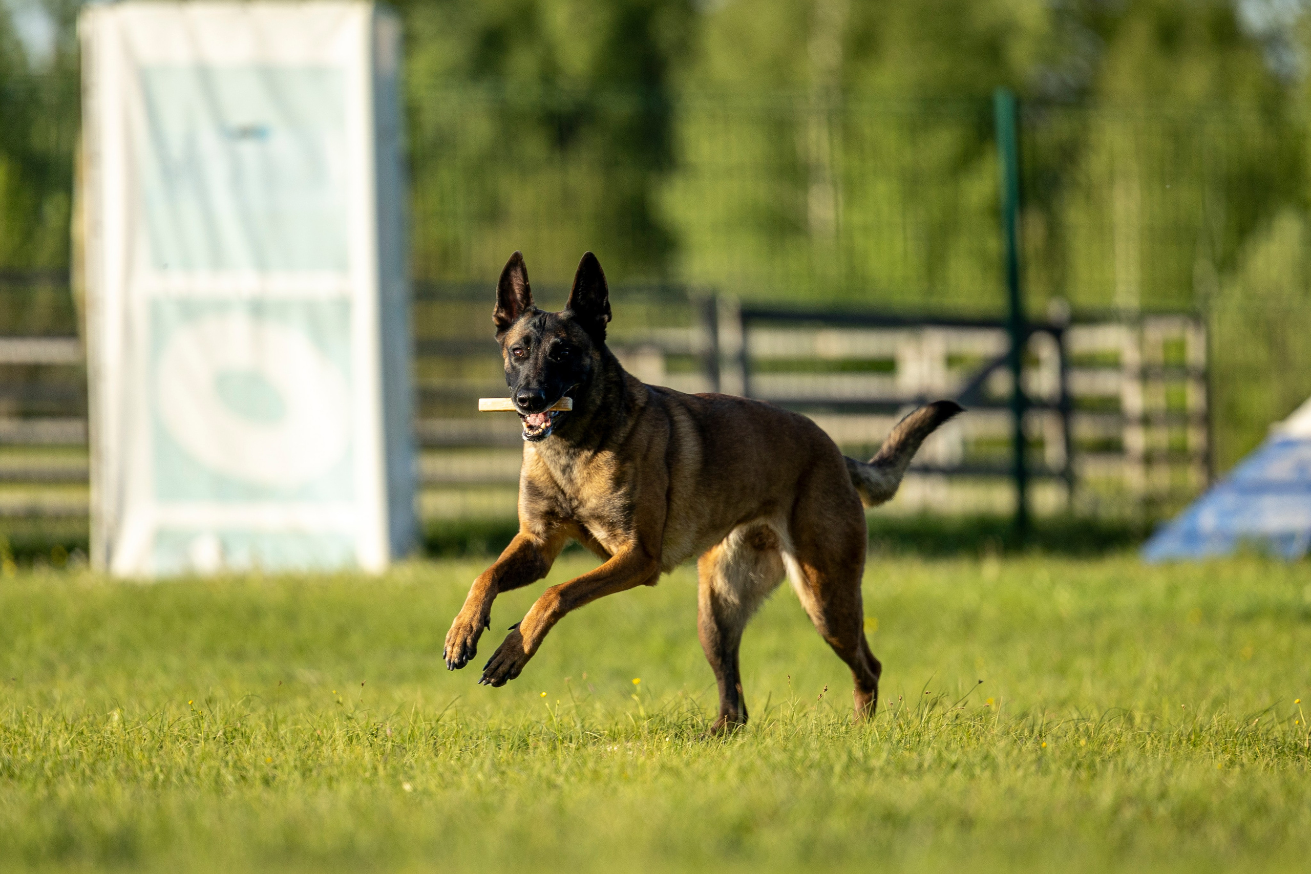 Испытания по мондьорингу в Нижнем Новгороде. Фотограф-анималист Анна Маринич