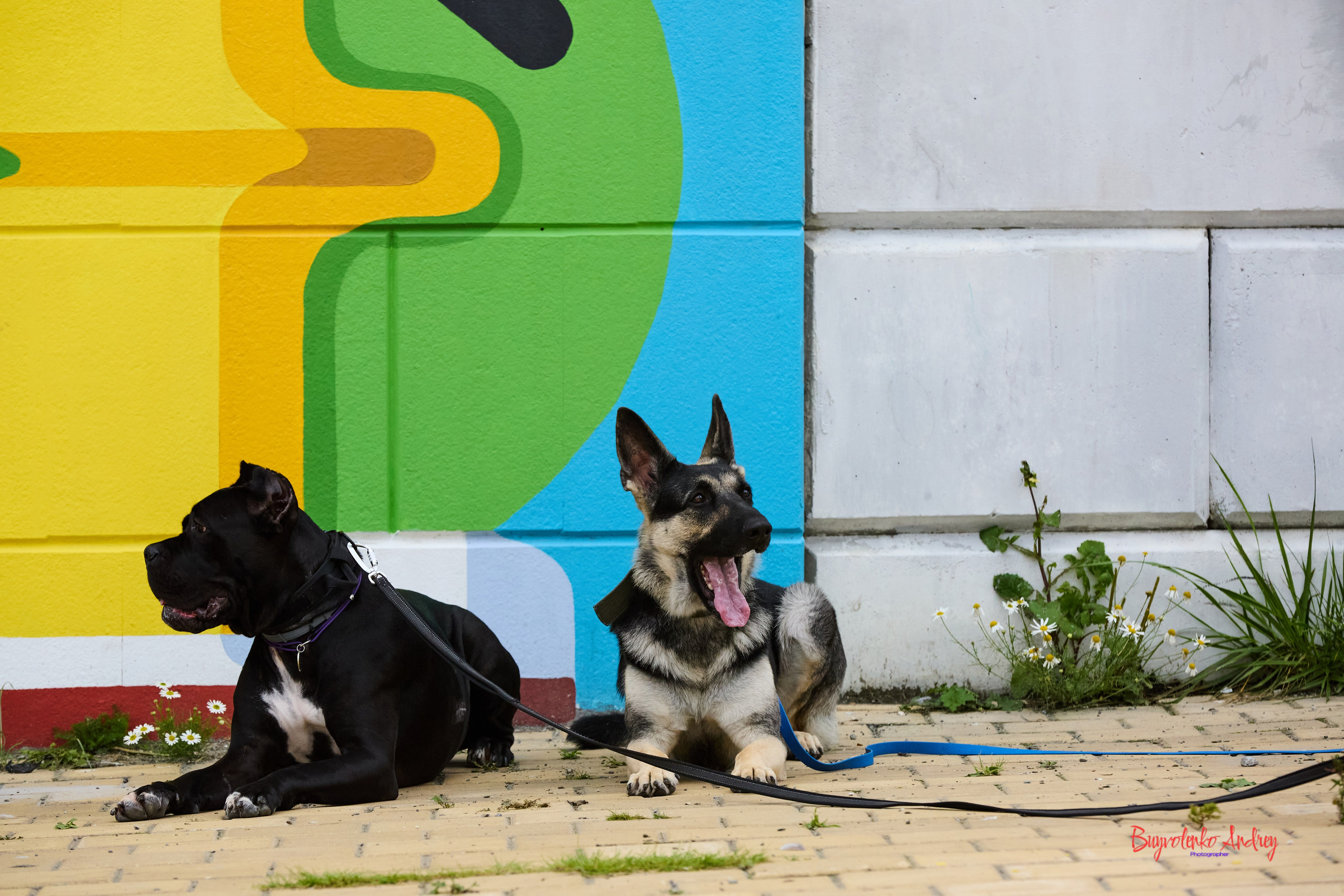 Проект фотопрогулка с хвостиком. Buyvolenko Andrey