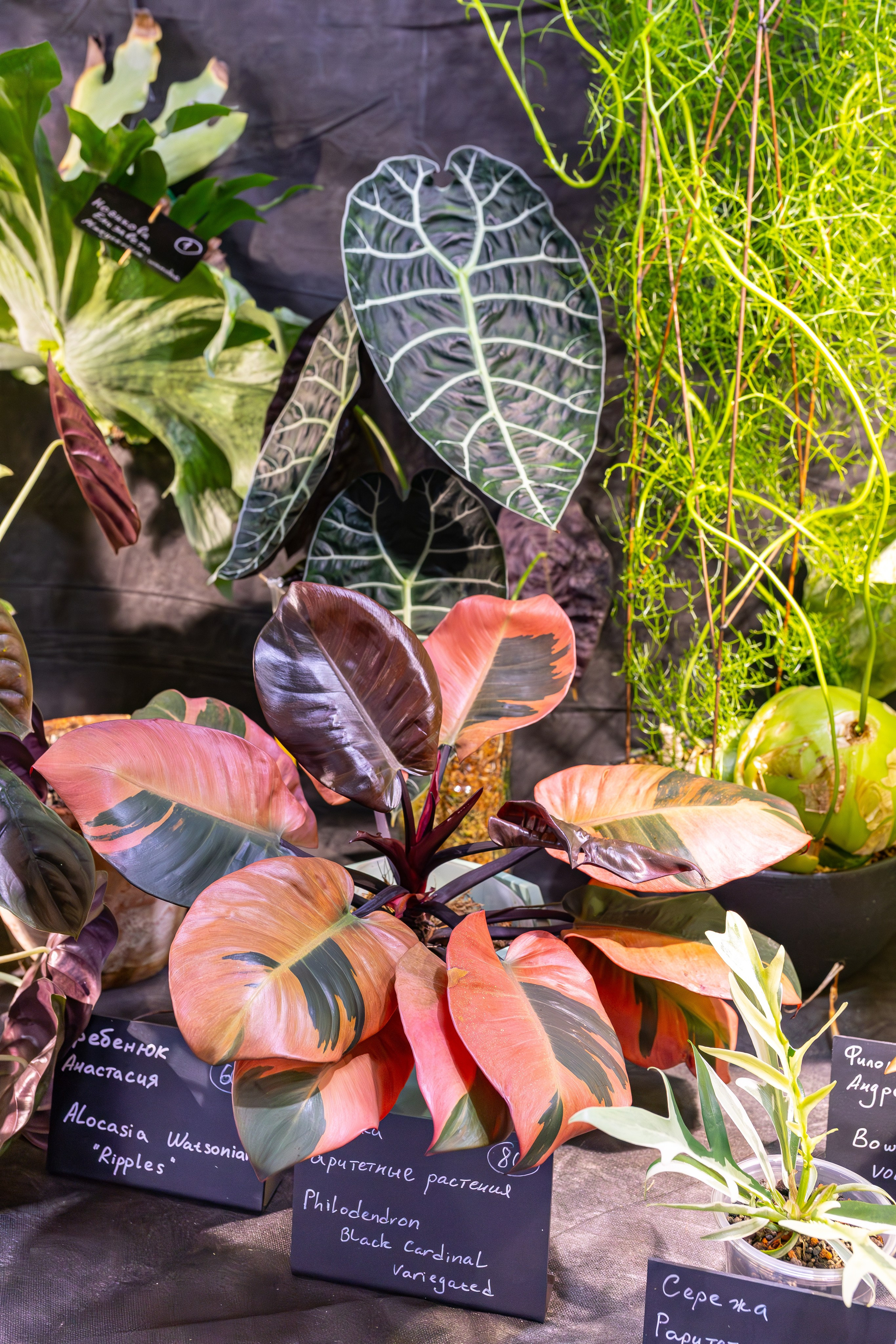 Монстериум 11–12 октября. Александра Куликова фотограф, Москва