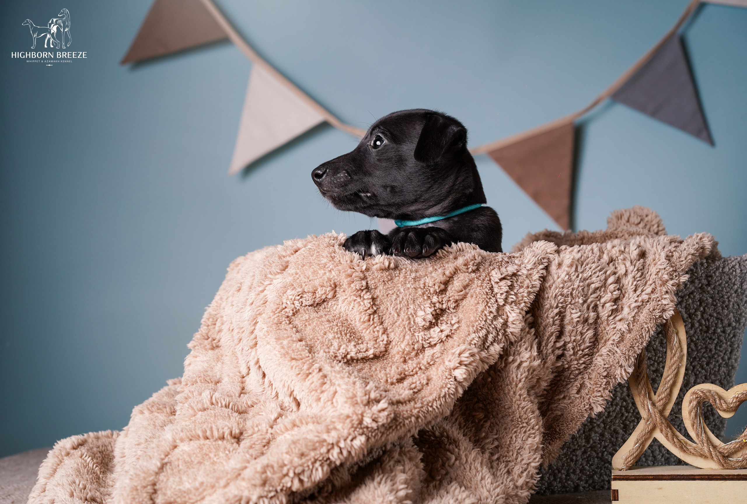 Щенки уиппета. Фотограф-анималист в Санкт-Петербурге Яна Мартынова