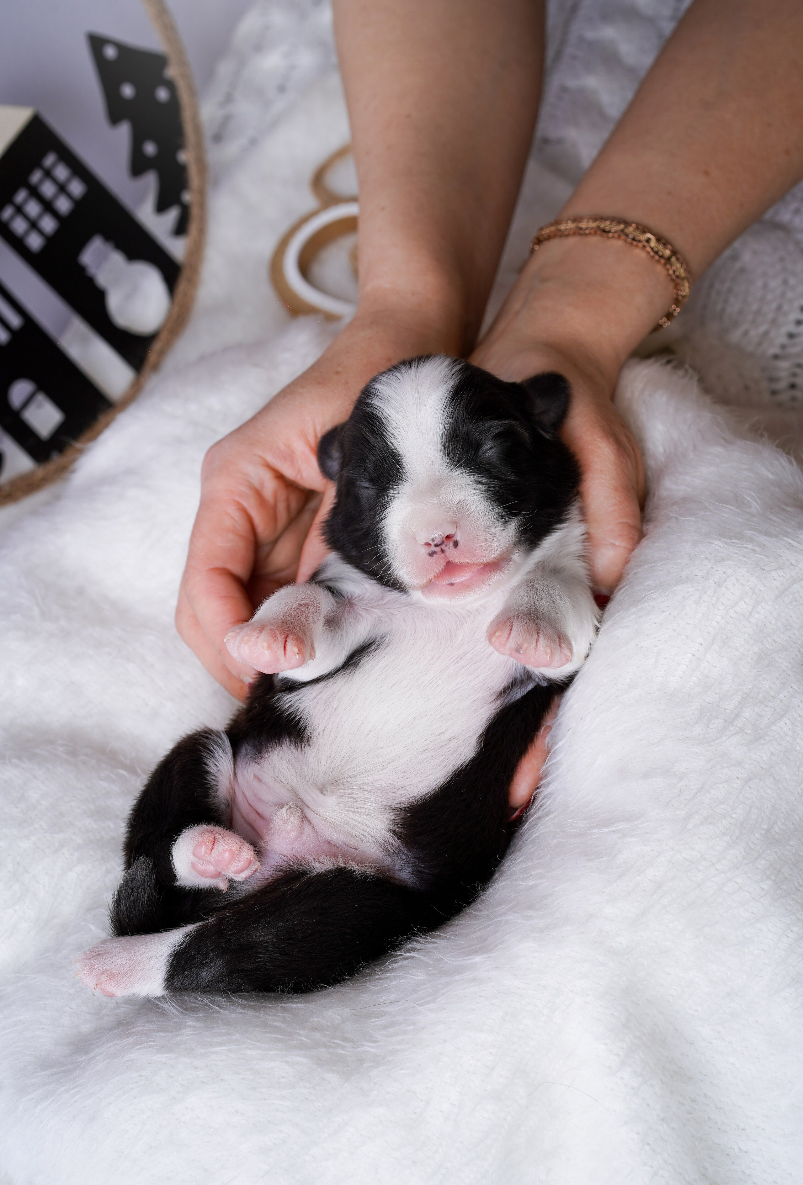 Щенки австралийской овчарки. Фотограф-анималист в Санкт-Петербурге Яна Мартынова