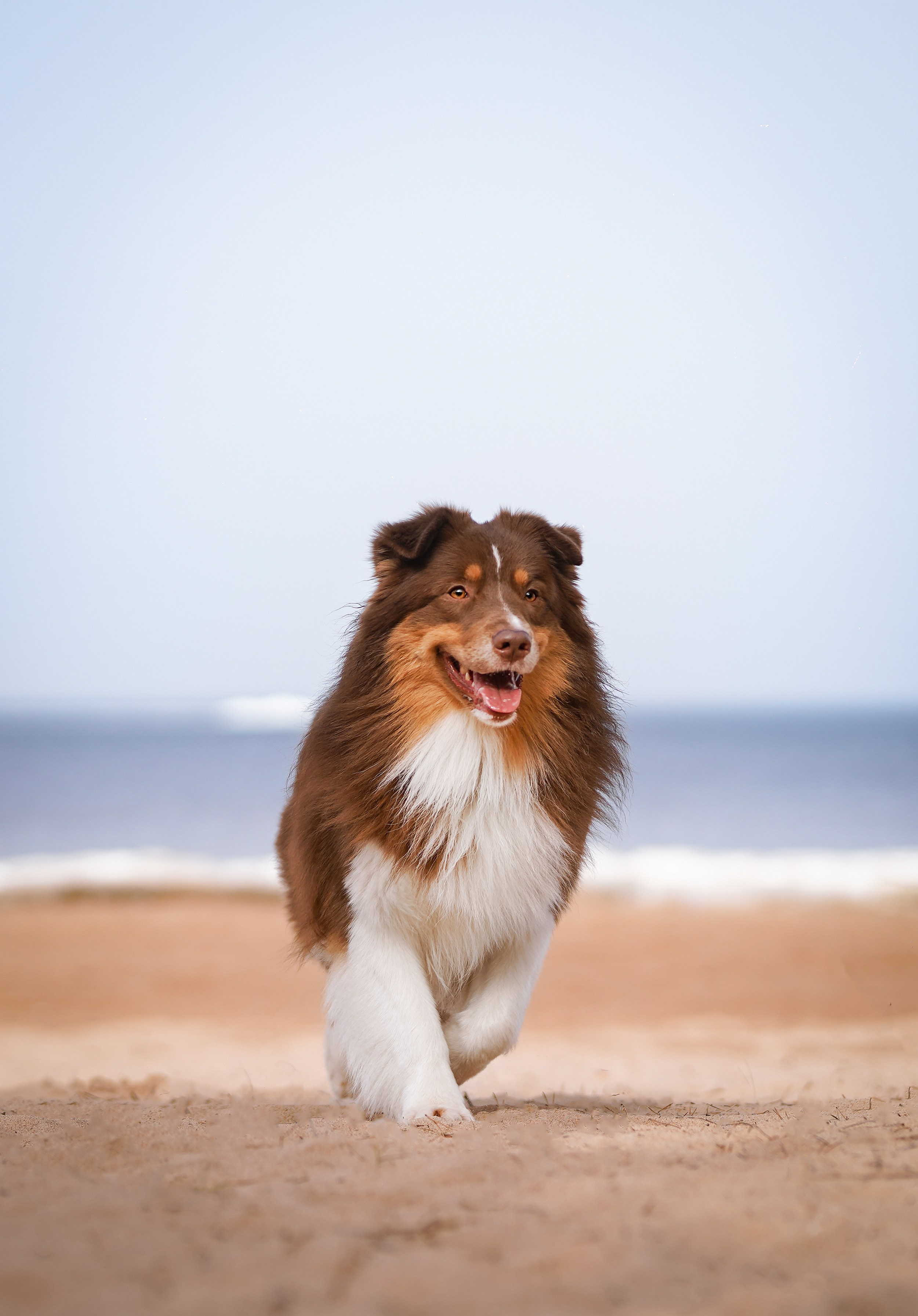 Аусси на Ладоге. Фотограф-анималист в Санкт-Петербурге Яна Мартынова