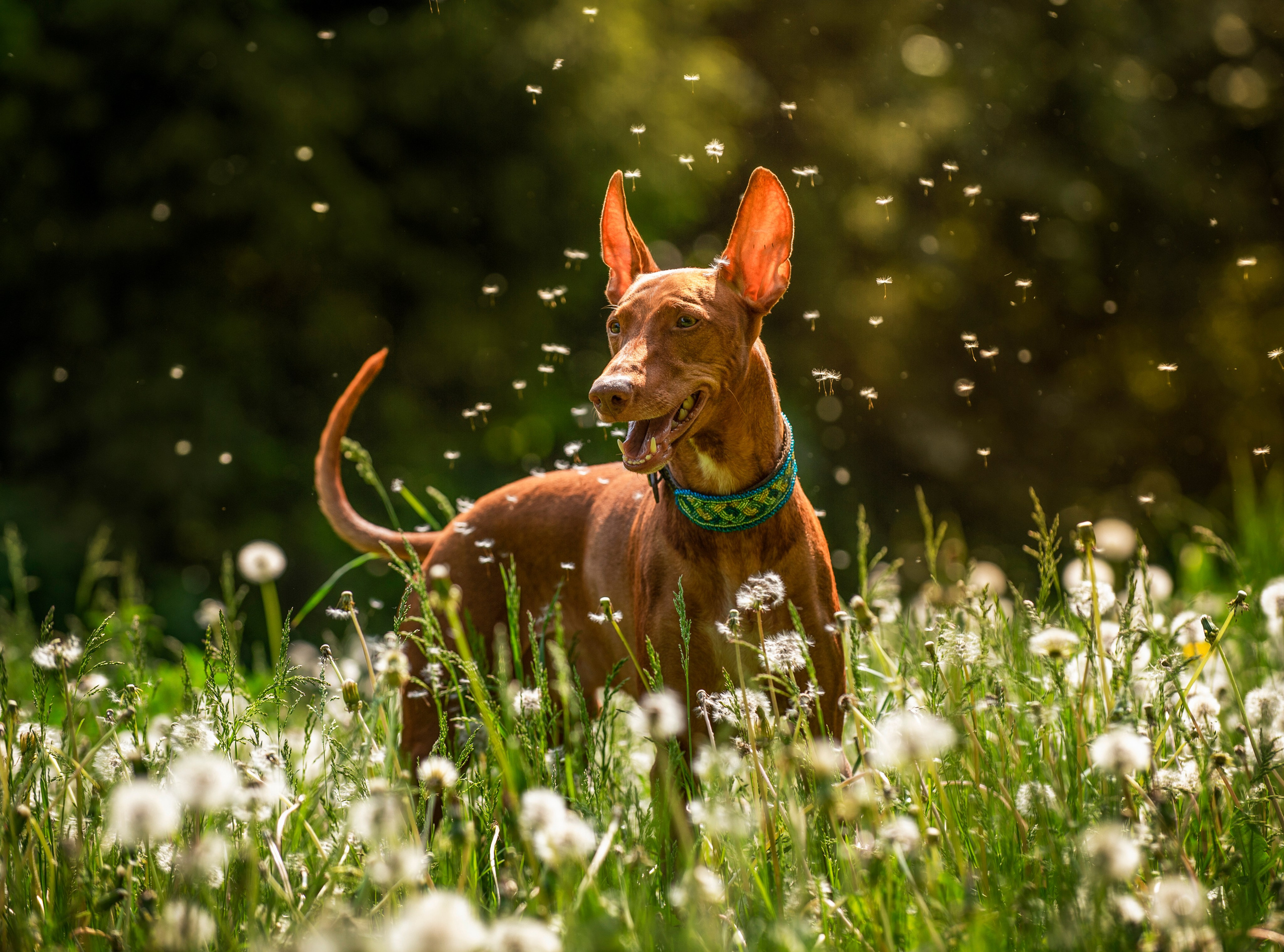 Собаки. Портретная и свадебная фотосъемка. Москва и область