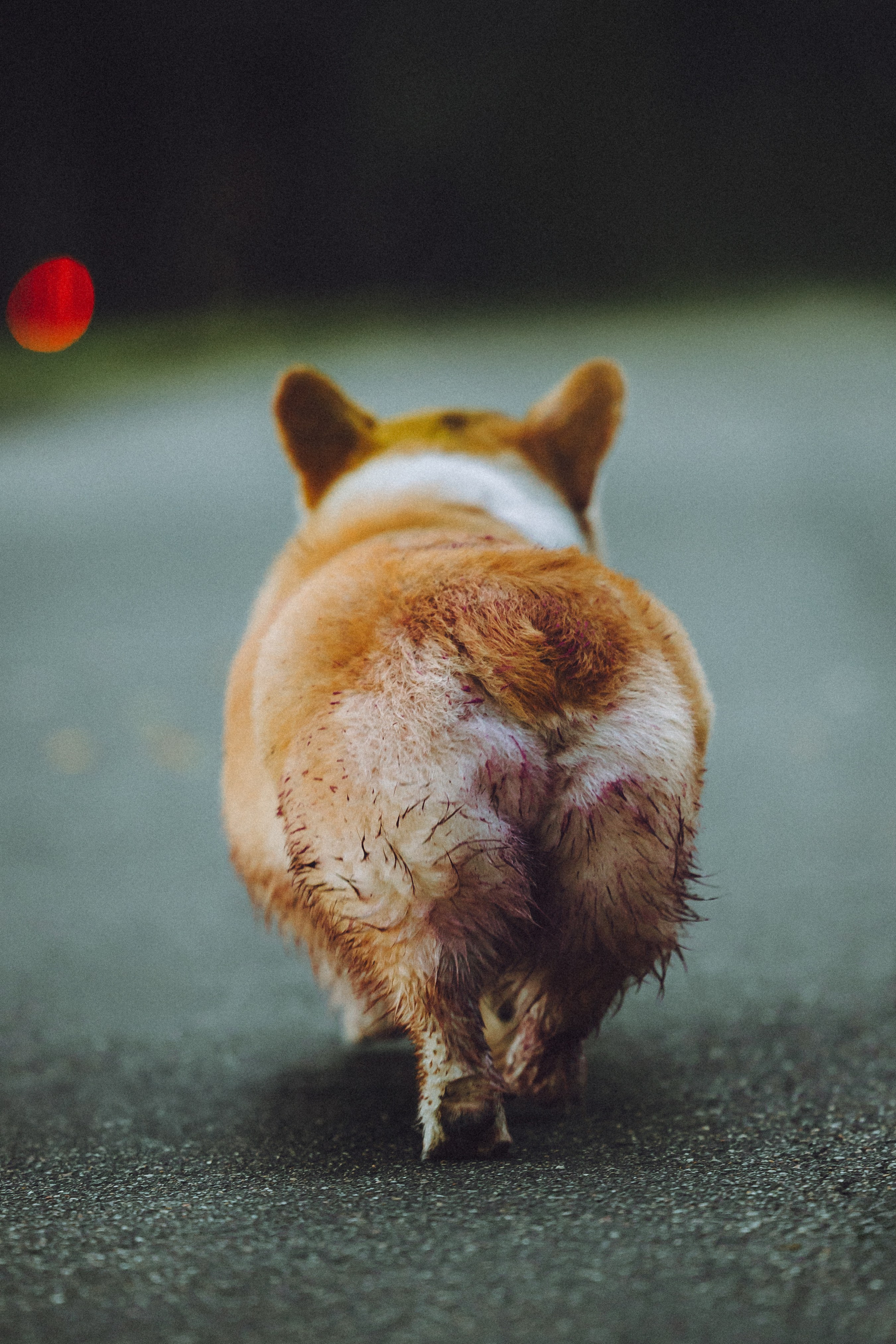 Пуговка и ее семья