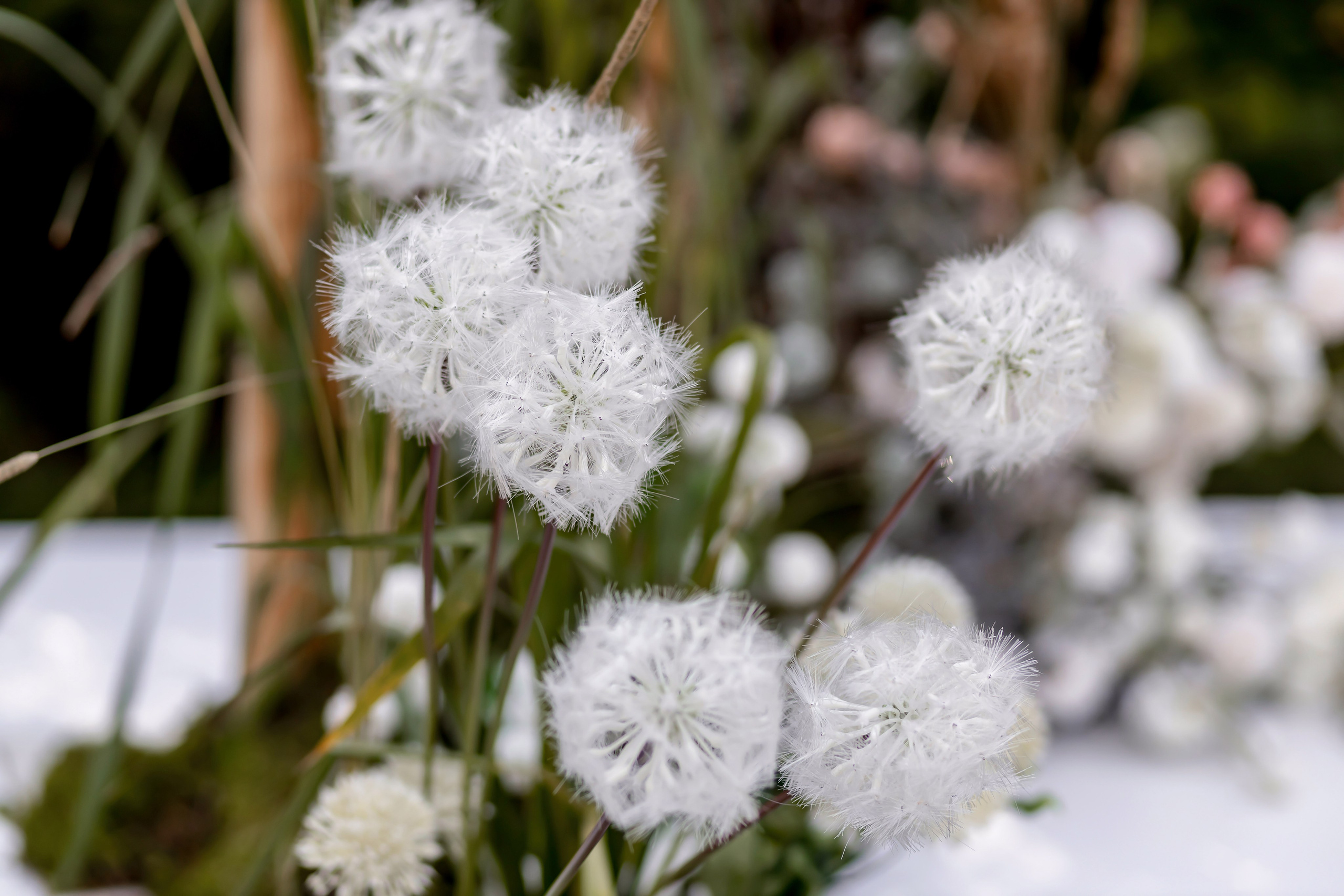 ВЛАДИМИР И ОКСАНА. Свадебный фотограф в Воронеже Ирина Кривцова