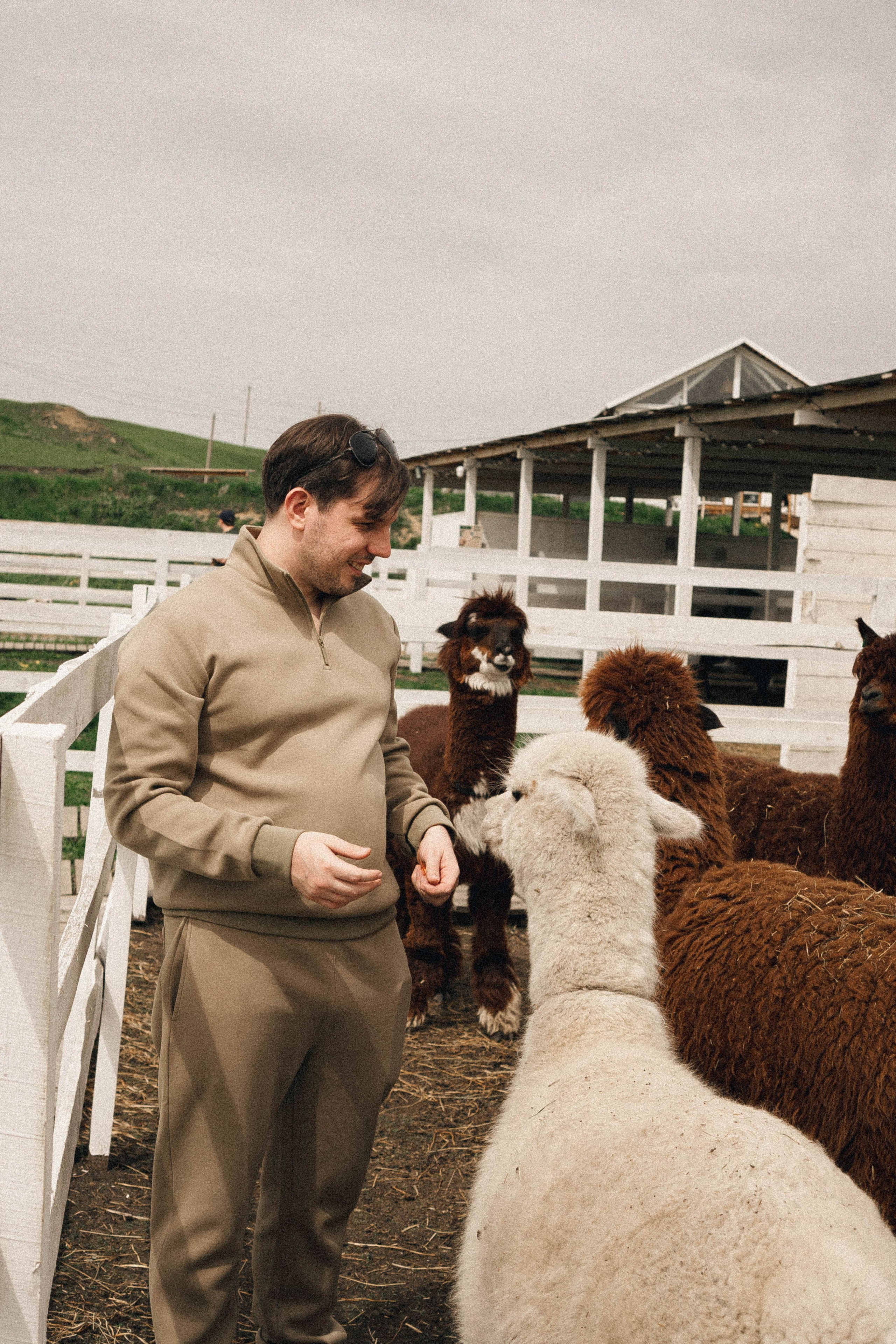 Ферма Альпак. Профессиональный фотограф, Санкт-Петербург — Виктория Богомолова