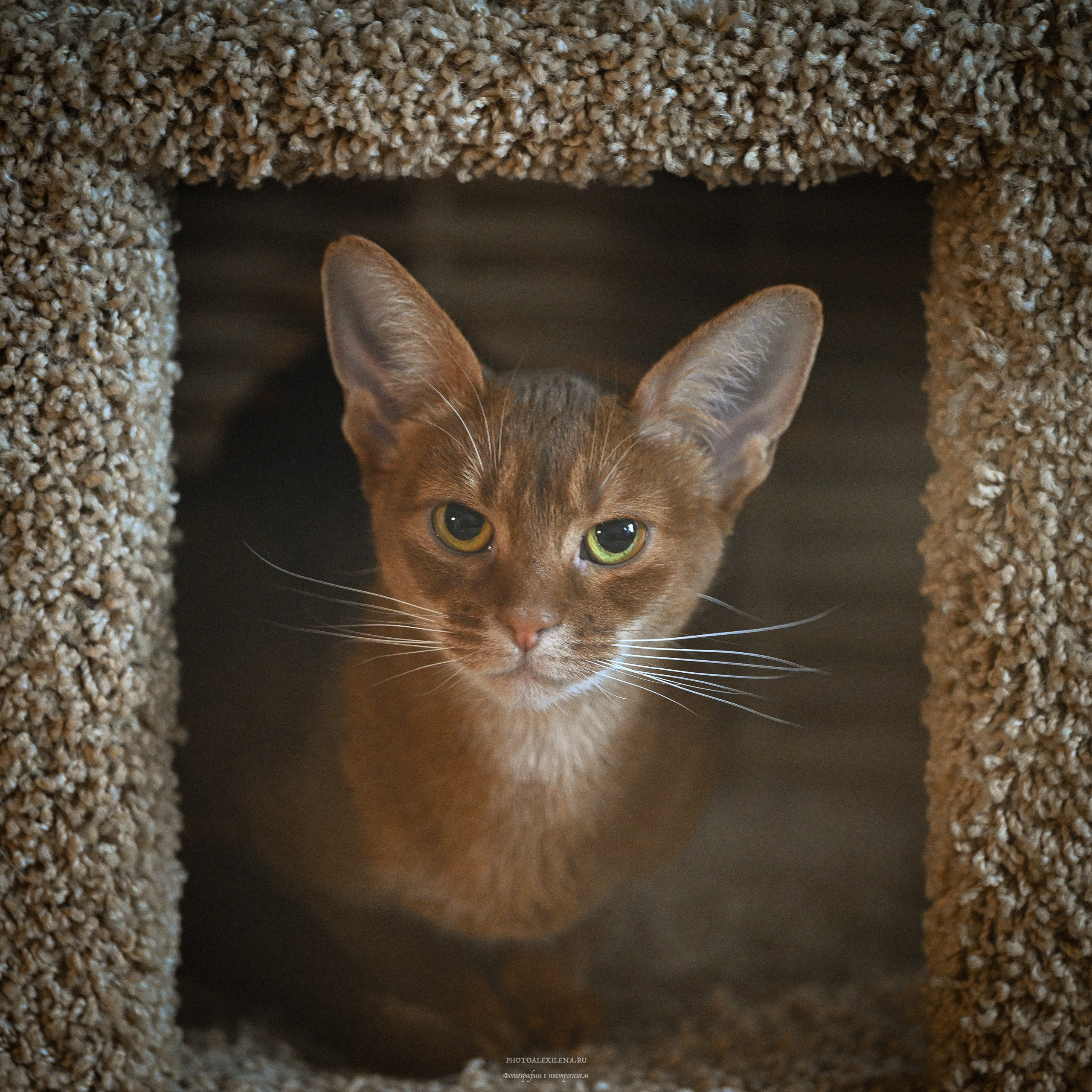 «Сара Мун». Авторские стильные фотокартины