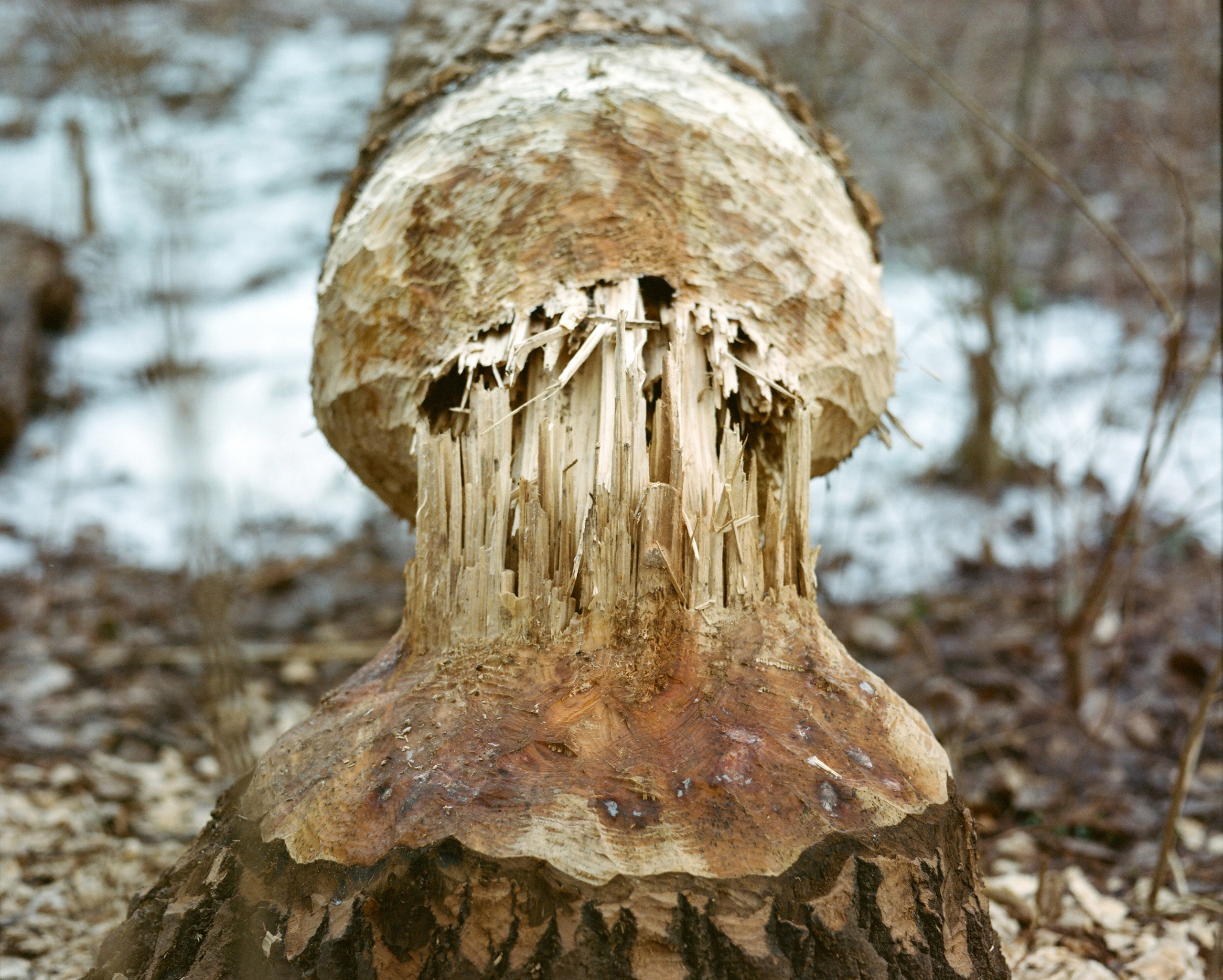 ARSGANG or the Walking Year (New). Екатерина Васильева художник, куратор и преподаватель