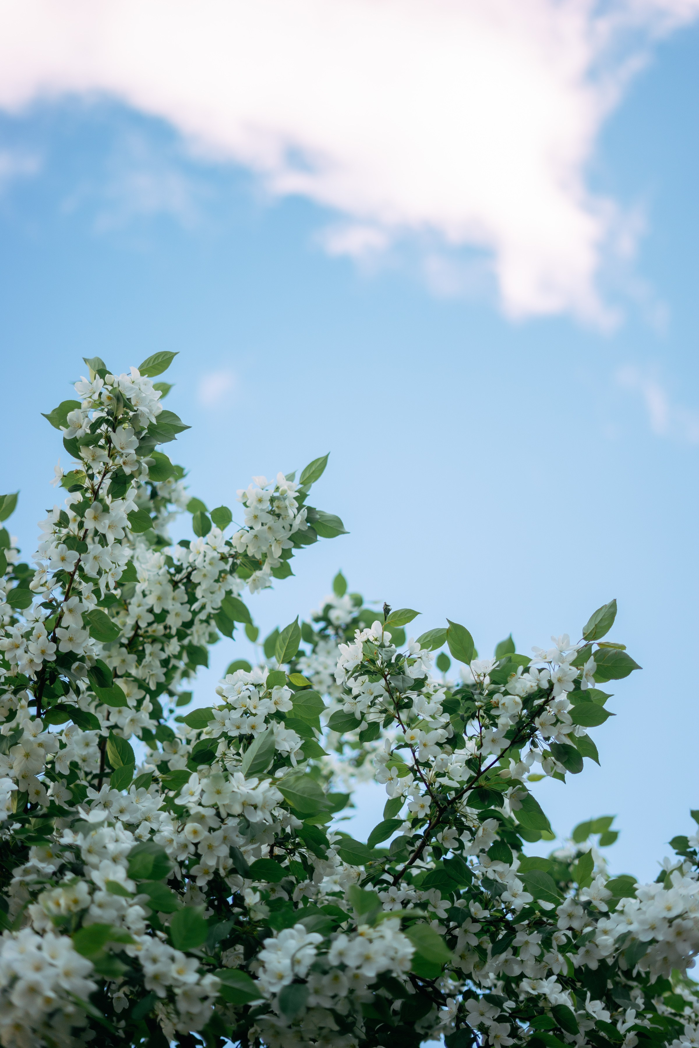 Екатерина в парке. Фотограф в Казани Алсу Багабиева