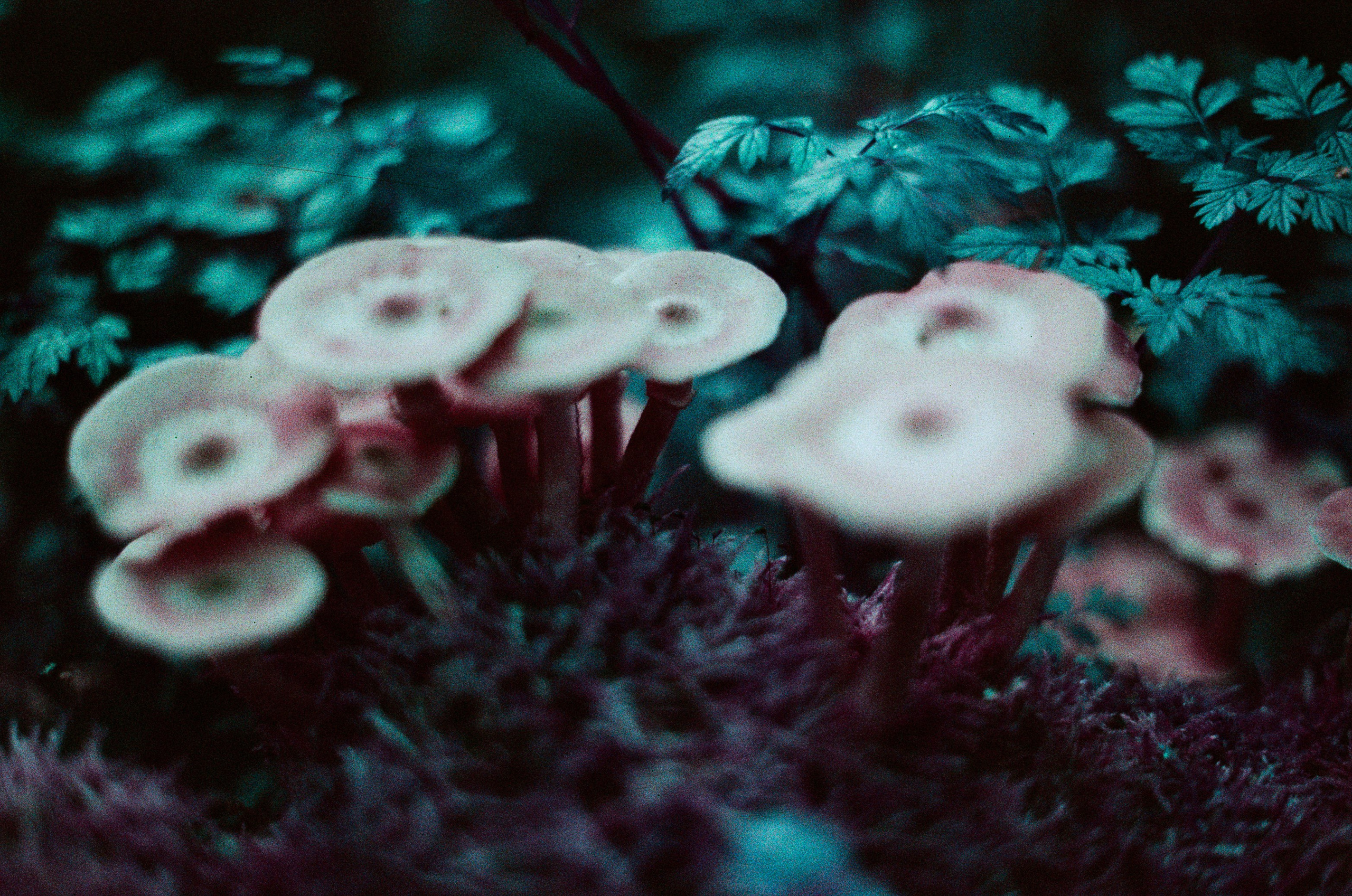 Purple overdose. EVER EXPOSED