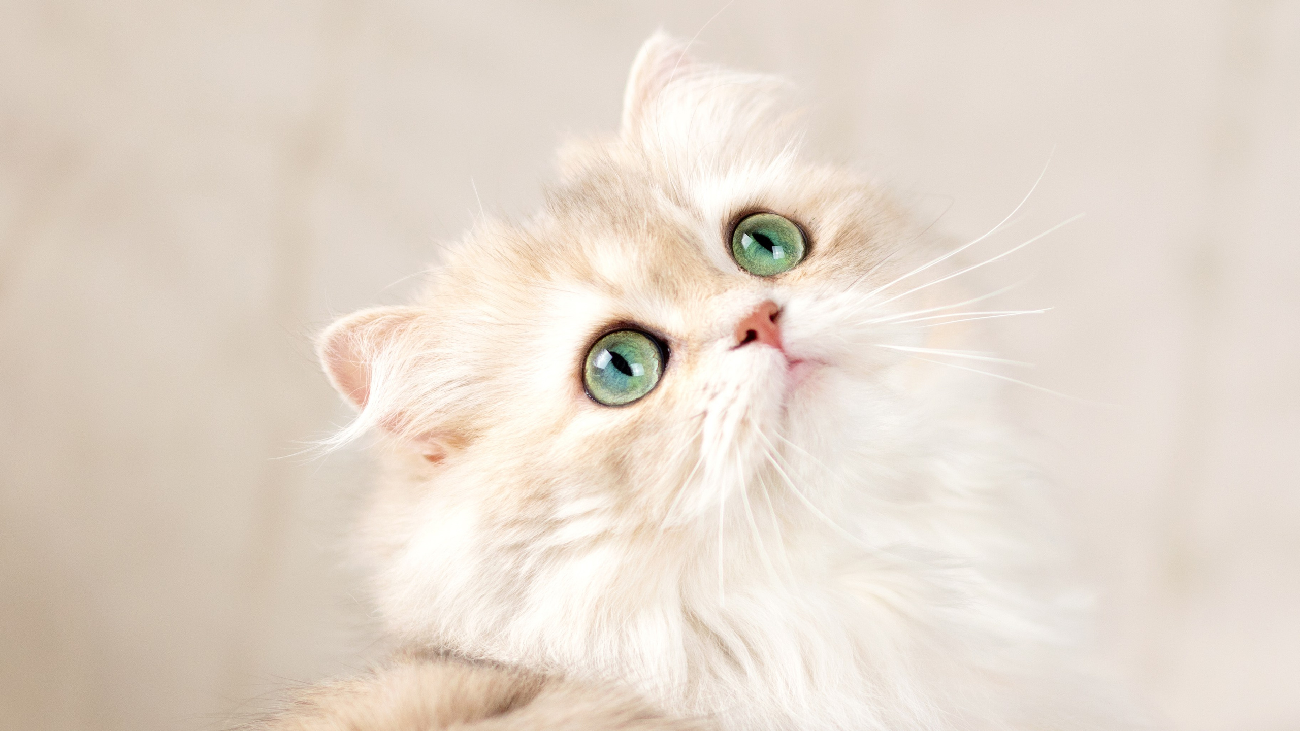 Кошки. Фотограф-анималист Юлия Зубкова