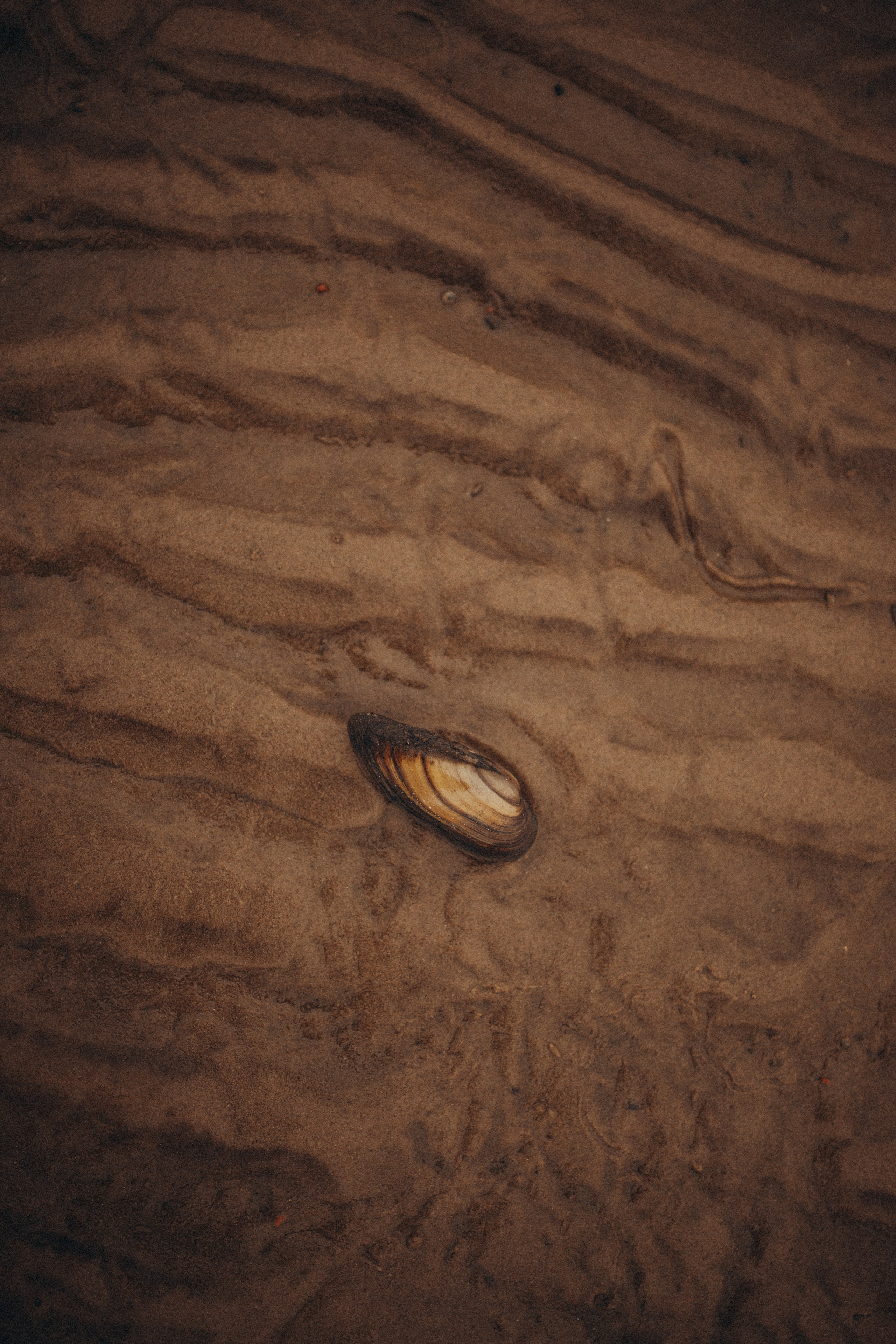 Осенний пляж. Свадебный фотограф Казань