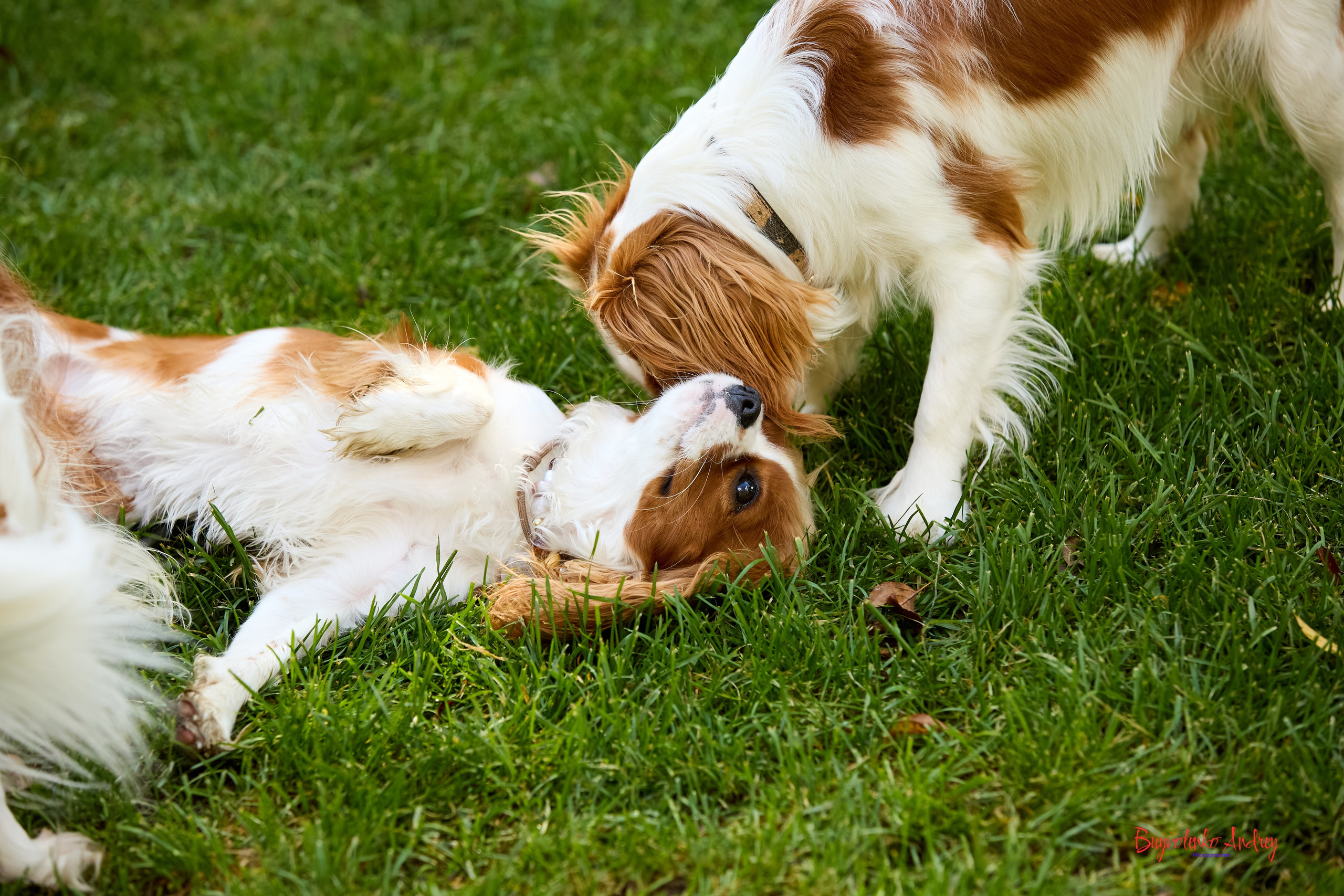 Фотопрогулка с кавалерами. Buyvolenko Andrey