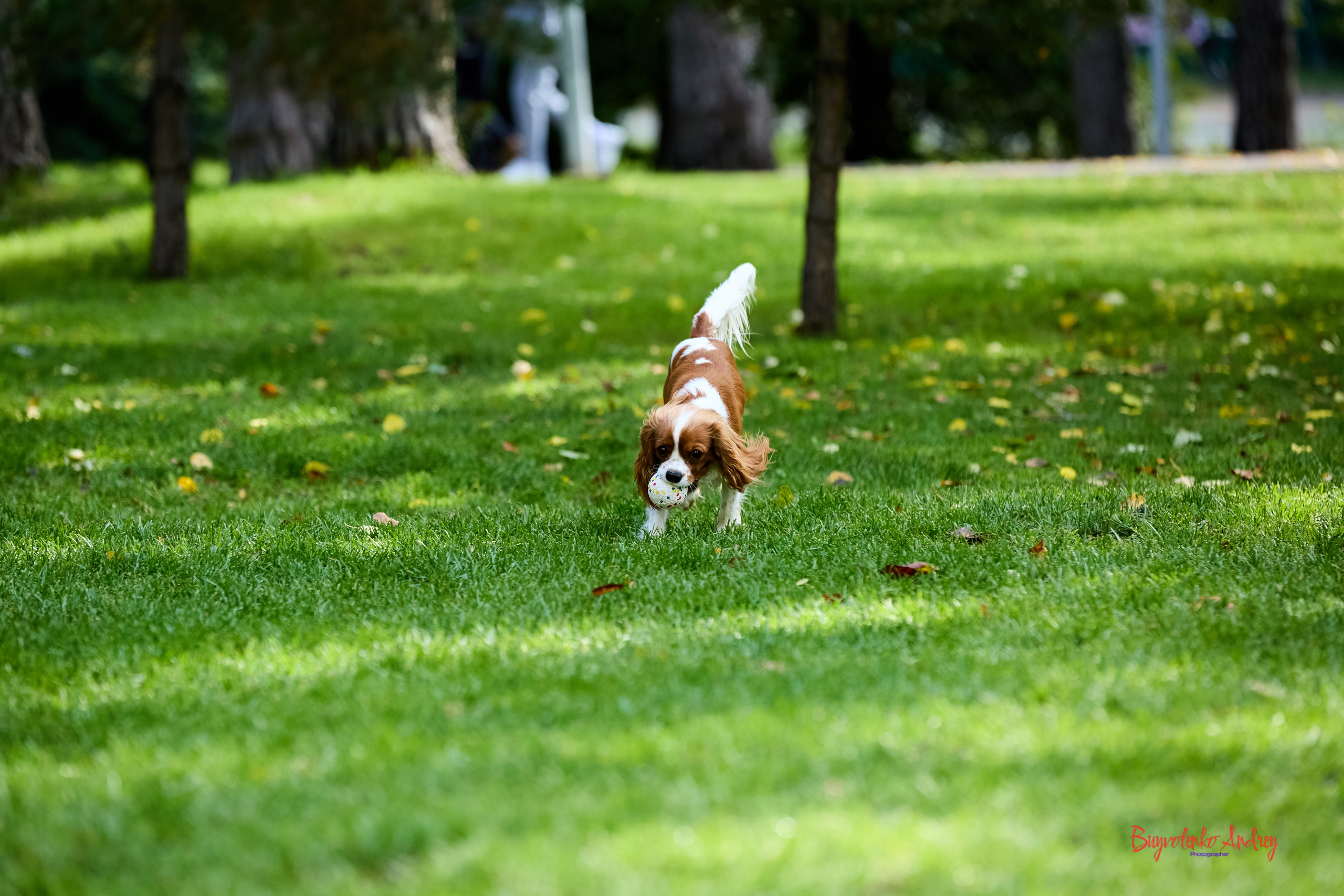 Фотопрогулка с кавалерами. Buyvolenko Andrey