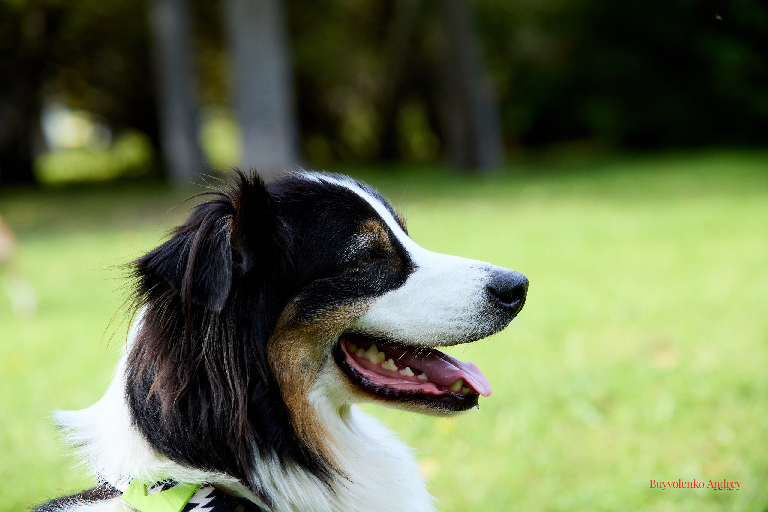 Басенджи и Аусси 21.09.2025. Buyvolenko Andrey