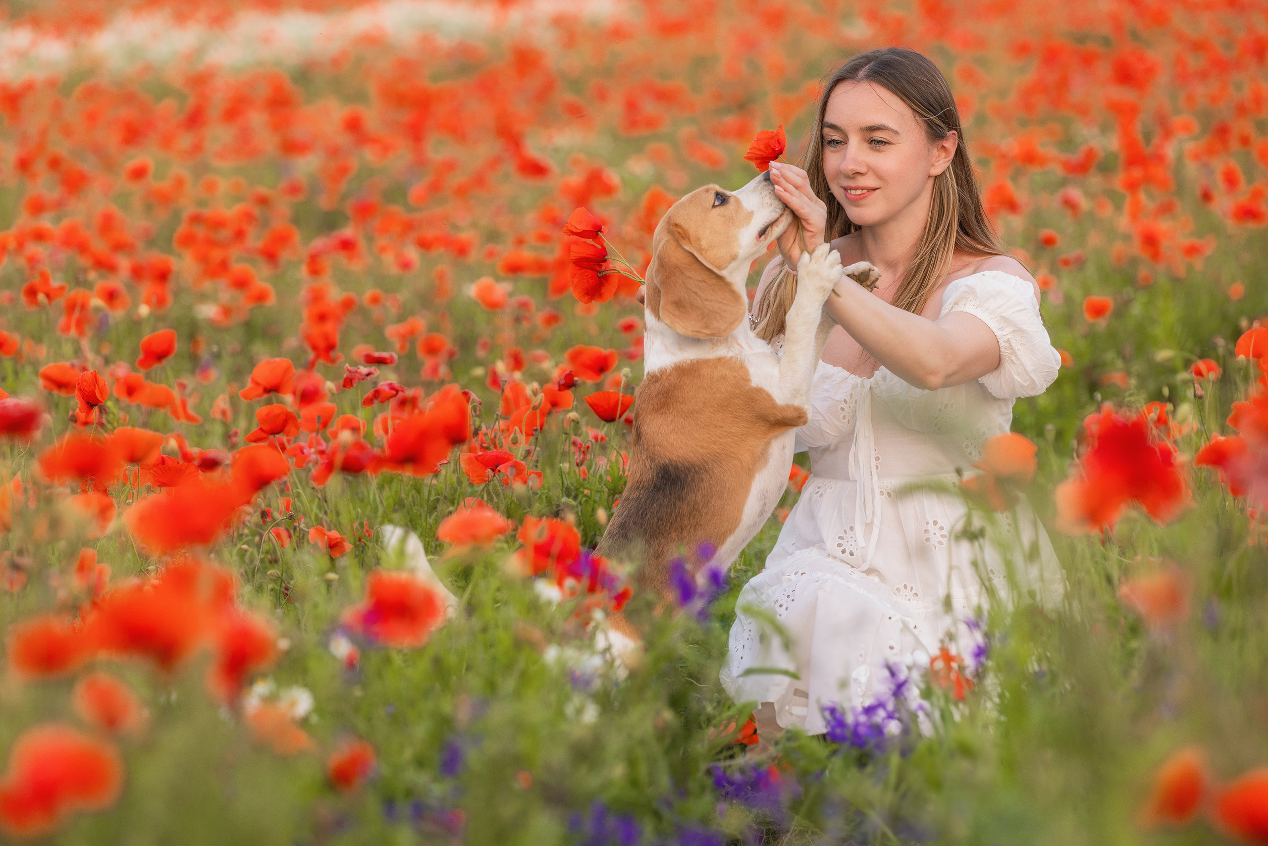 Маки 2024. Фотограф Алена Звездина