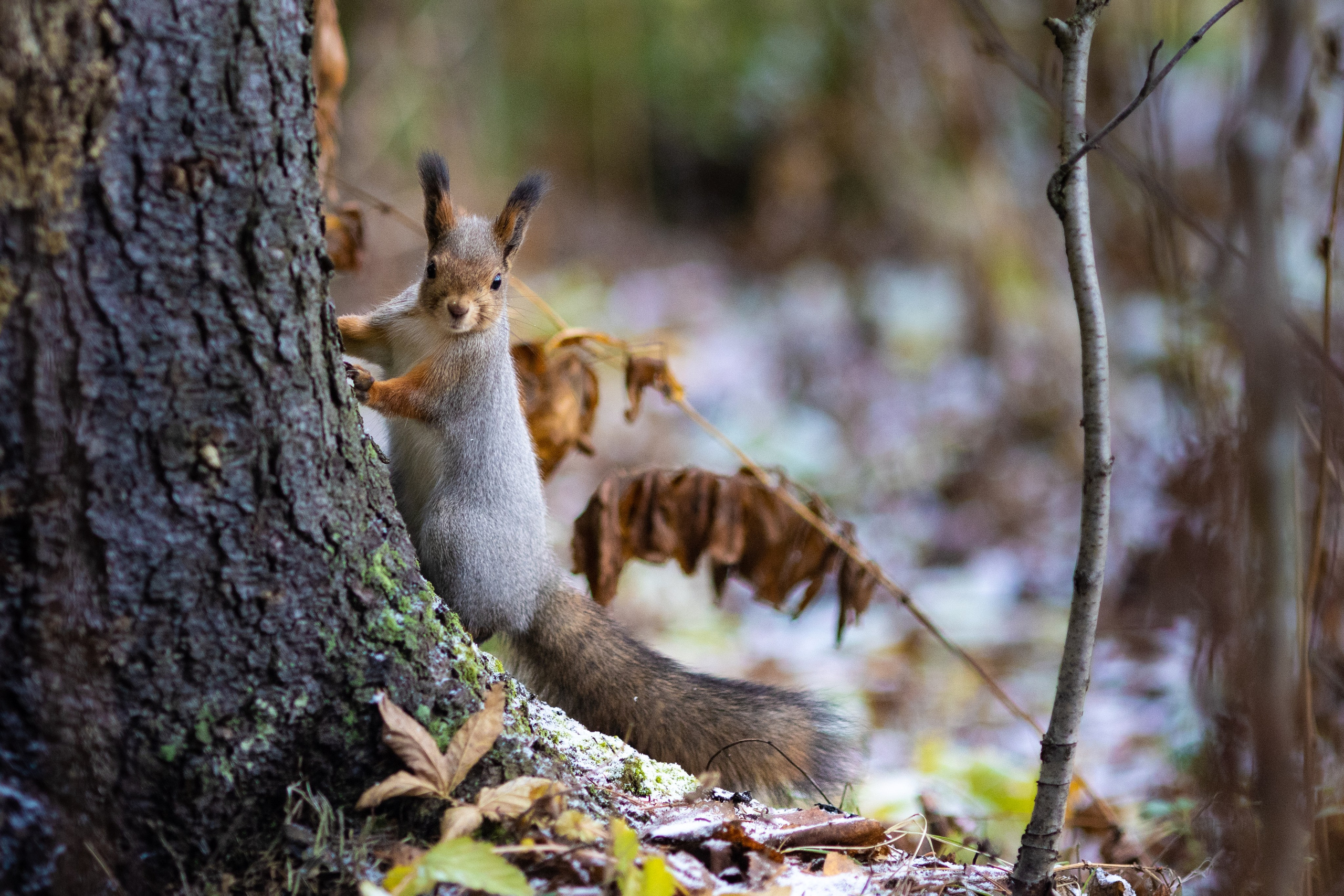 Природа. Фотограф в Эжве. Сыктывкар