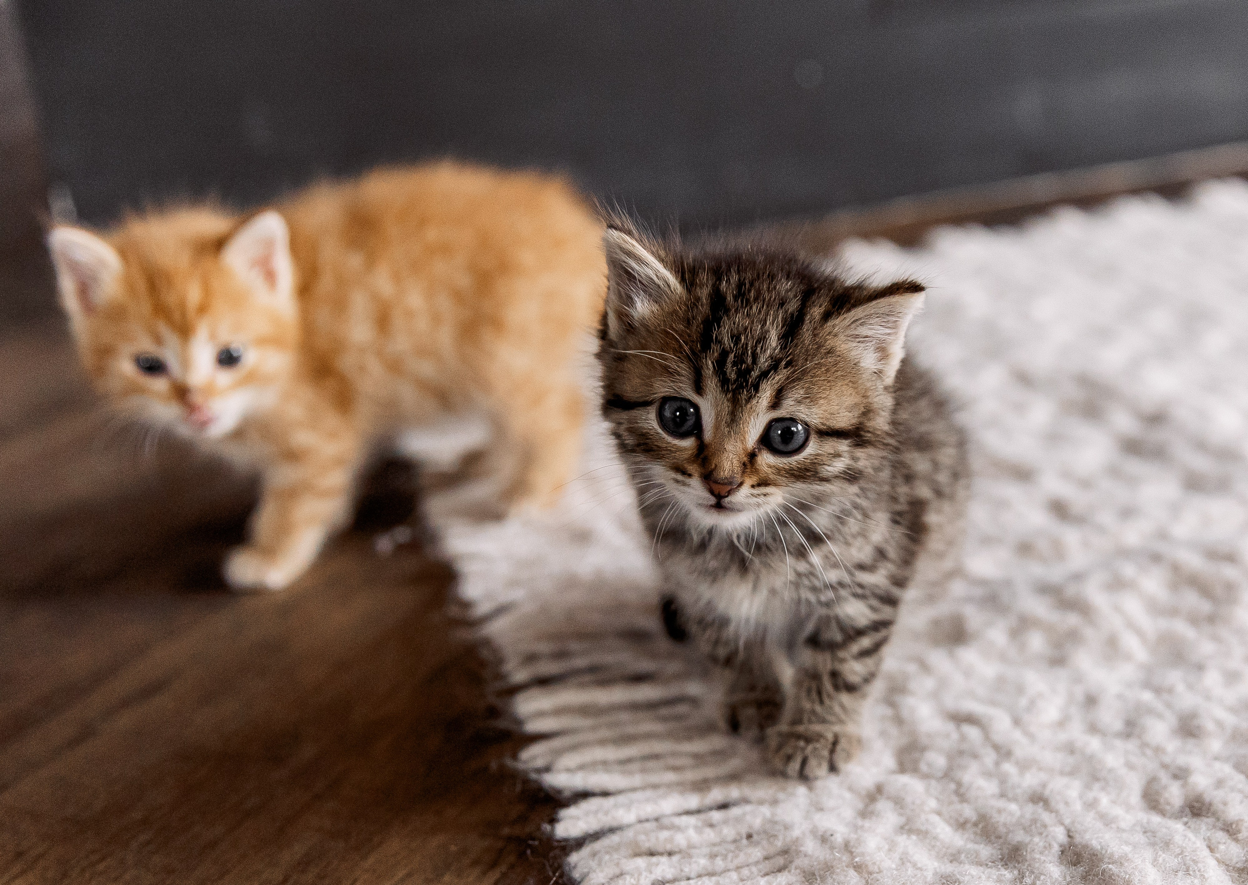Вадислава и Нитита. Свадебный и семейный фотограф в Челябинске Юлия Ишимова