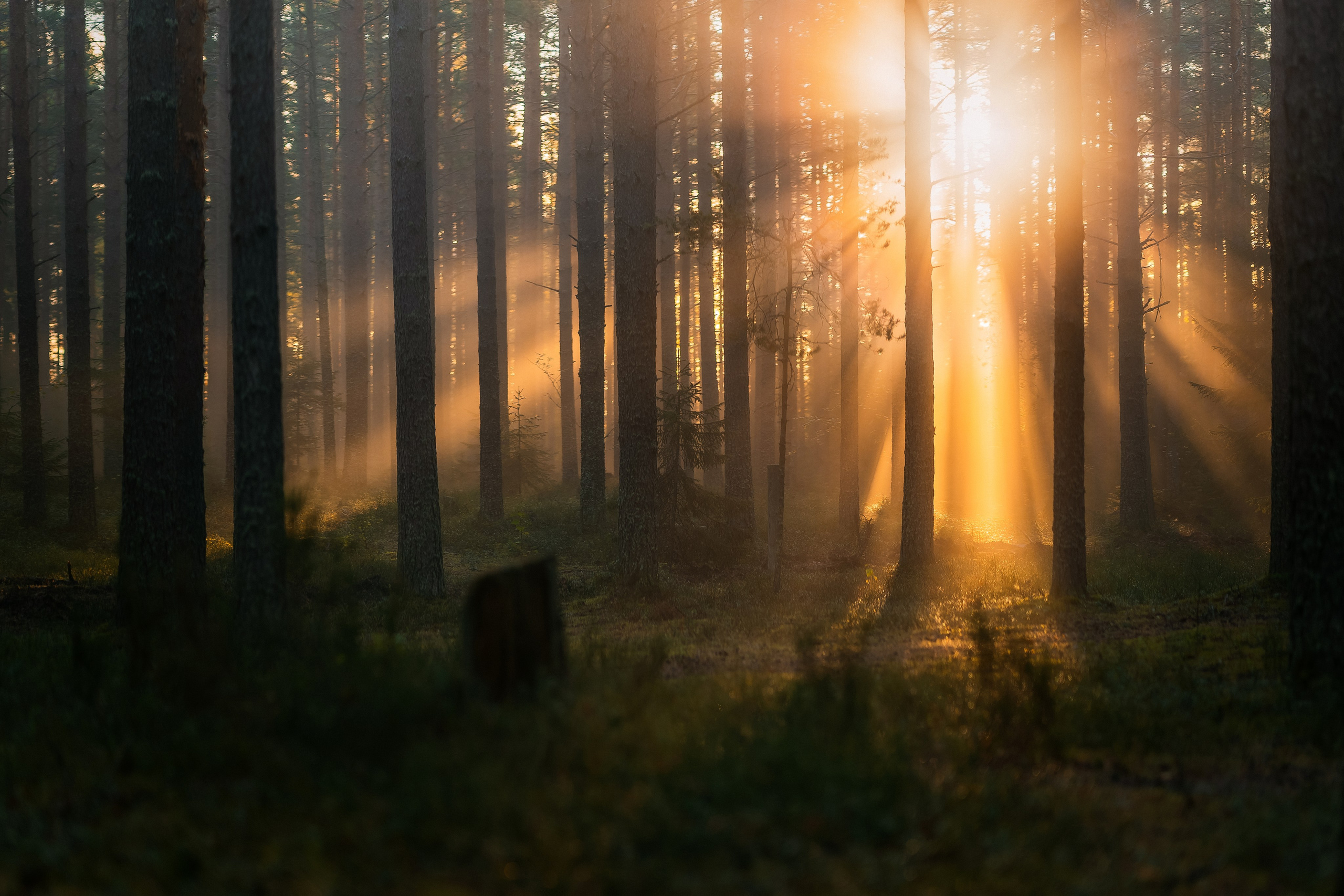 Рассвет в осеннем лесу, Карелия. Юля Дэй • Фотограф, Санкт-Петербург